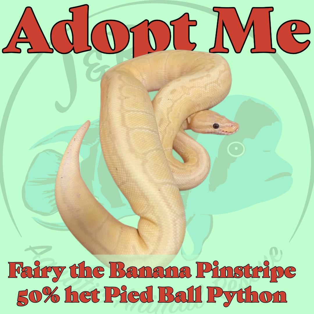 Enlarge Fairy the Fancy Ball Python, a Adoptable Ball Python in Neenah, WI image 1/1