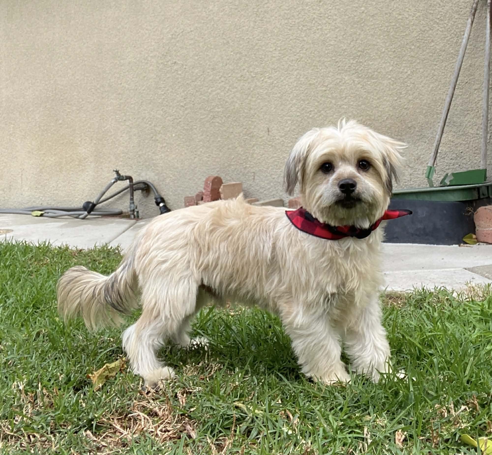 Enlarge CHECKERS FLORES, a ADOPTABLE mixed breed in Cathedral City, CA image 2/6