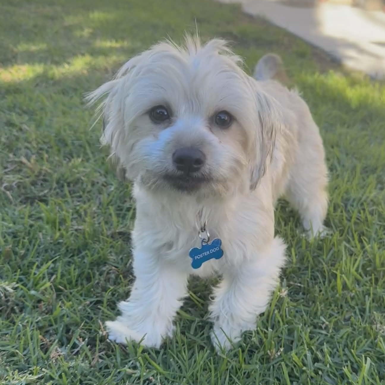 Enlarge CHECKERS FLORES, a ADOPTABLE mixed breed in Cathedral City, CA image 1/6