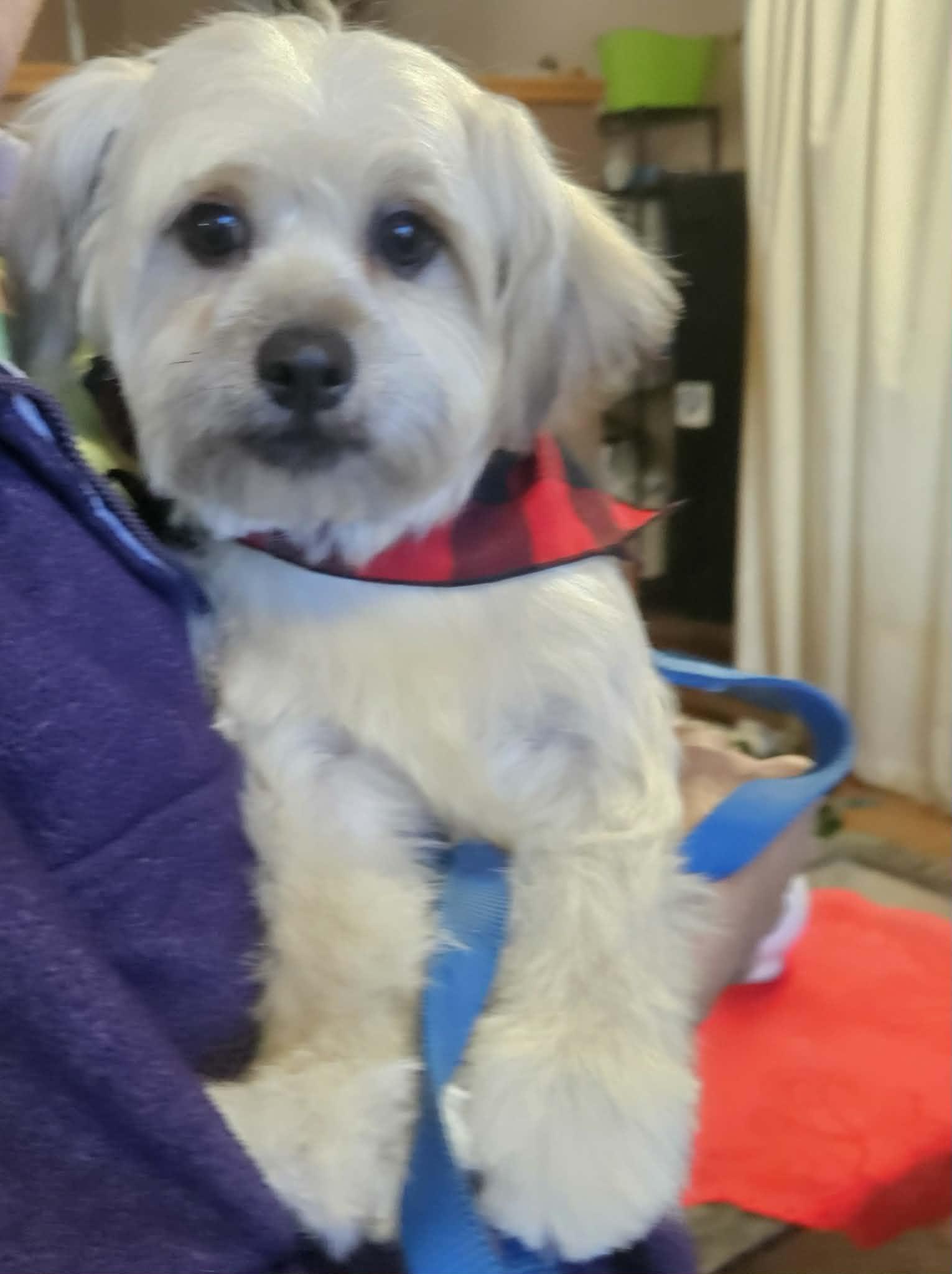 Enlarge CHECKERS FLORES, a ADOPTABLE mixed breed in Cathedral City, CA image 5/6