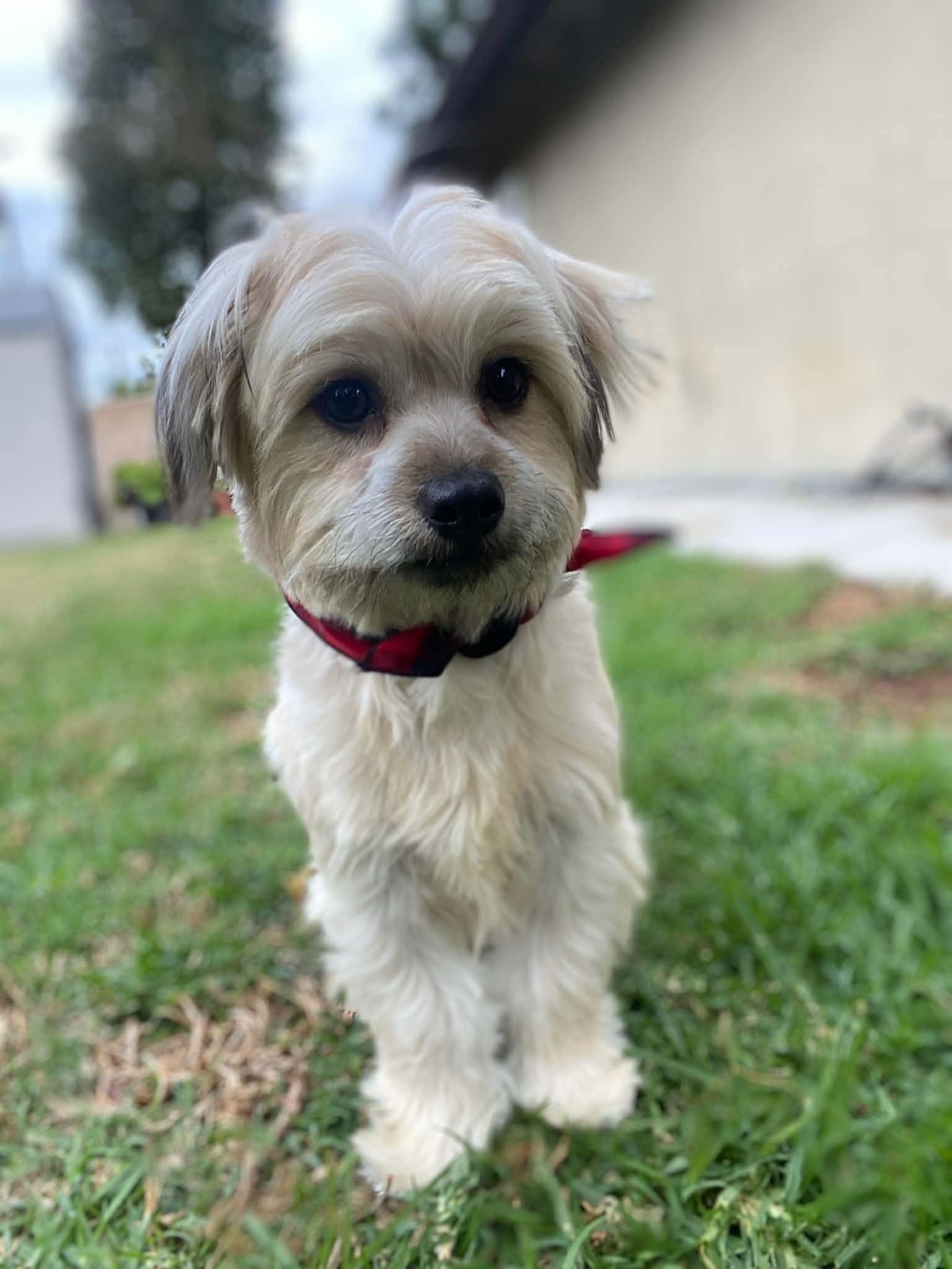 Enlarge CHECKERS FLORES, a ADOPTABLE mixed breed in Cathedral City, CA image 6/6