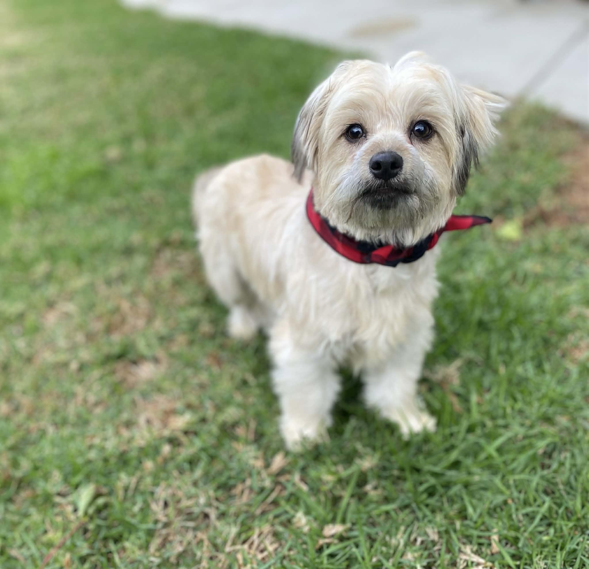 Enlarge CHECKERS FLORES, a ADOPTABLE mixed breed in Cathedral City, CA image 4/6