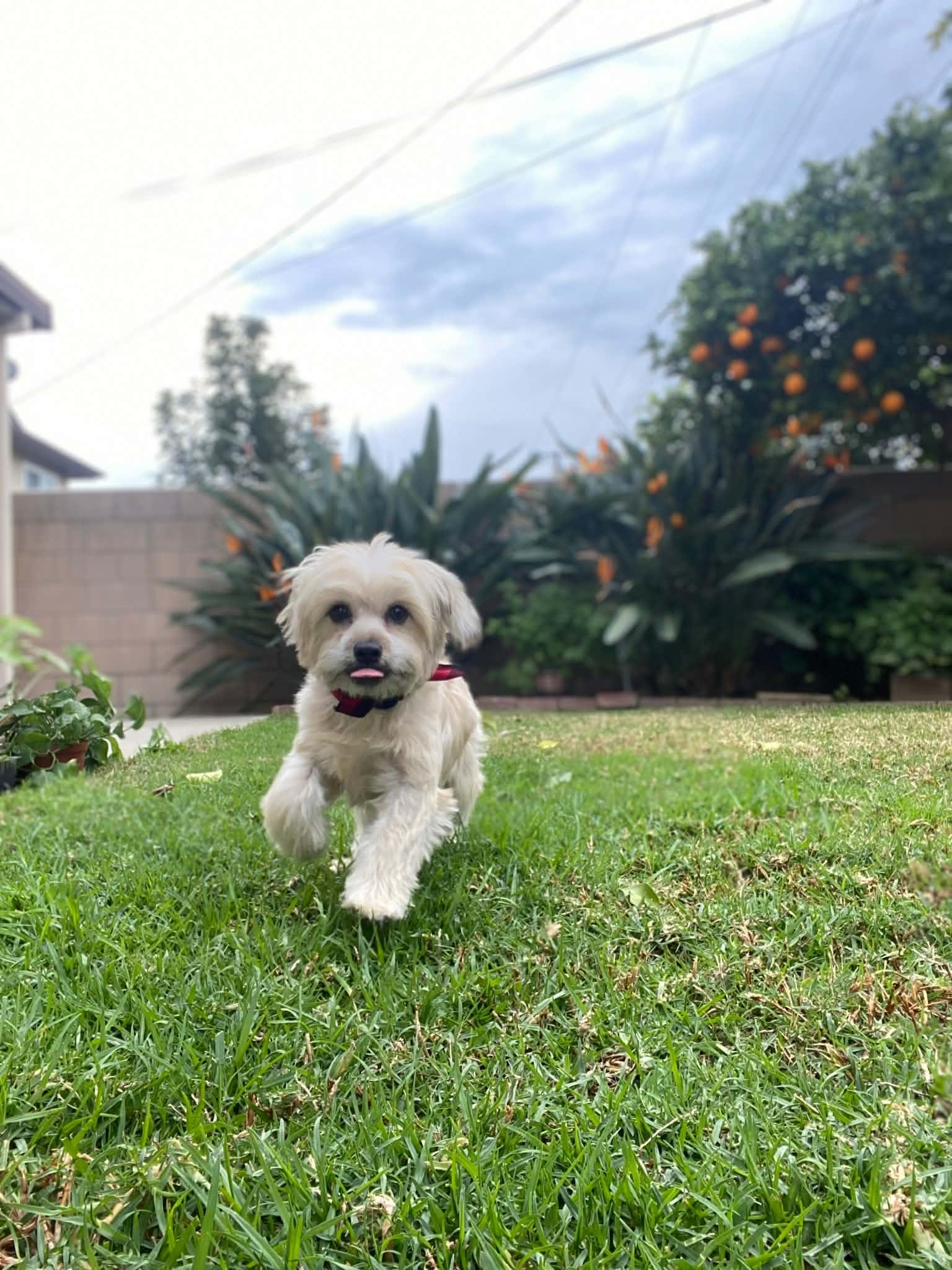 Enlarge CHECKERS FLORES, a ADOPTABLE mixed breed in Cathedral City, CA image 3/6