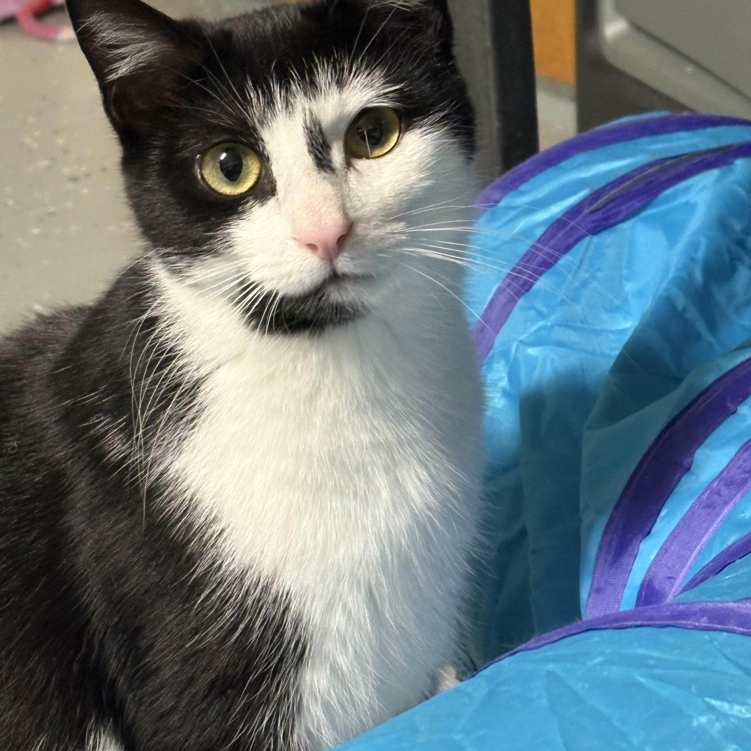 Enlarge North, a ADOPTABLE Domestic Short Hair in North East, MD image 2/3