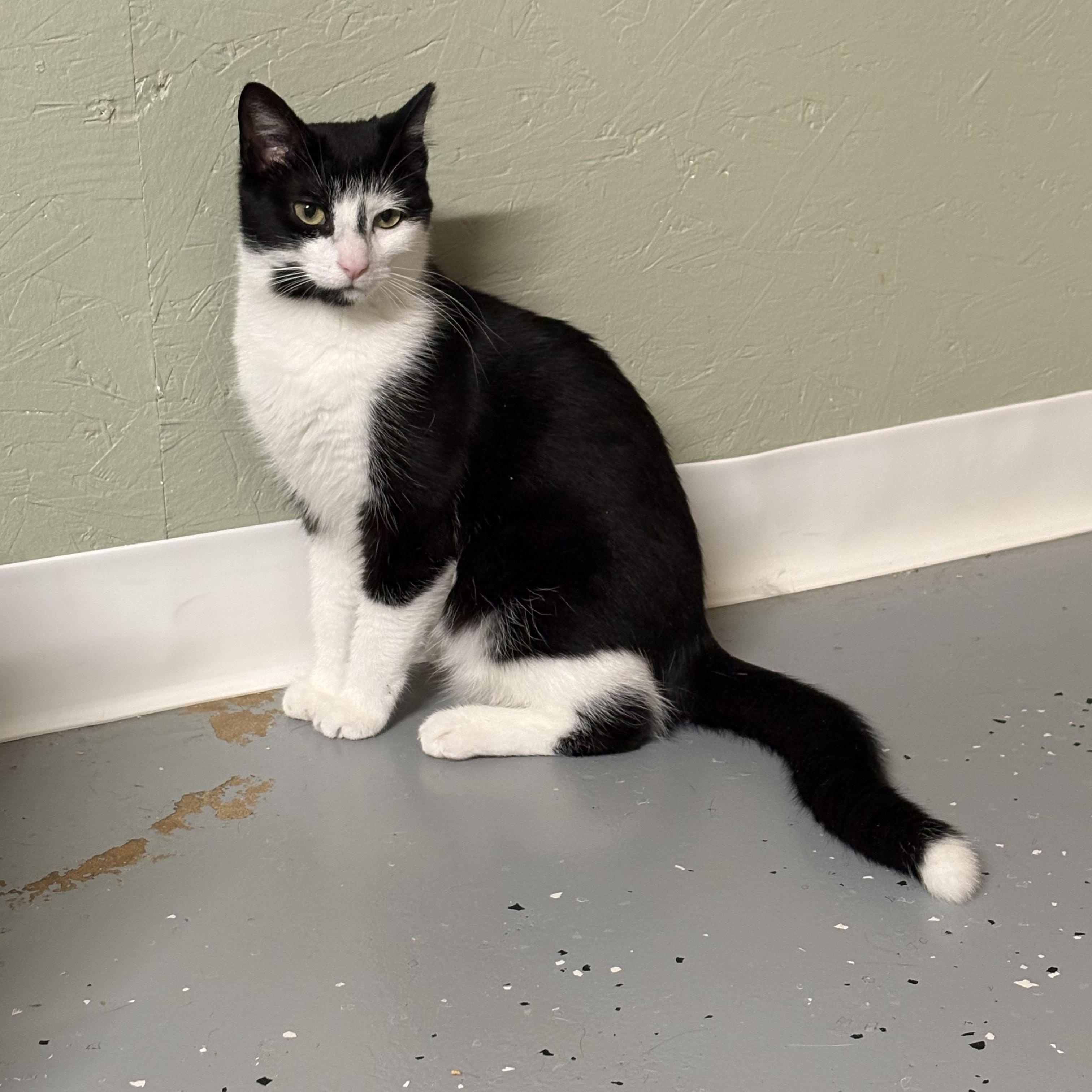 Enlarge North, a ADOPTABLE Domestic Short Hair in North East, MD image 1/4