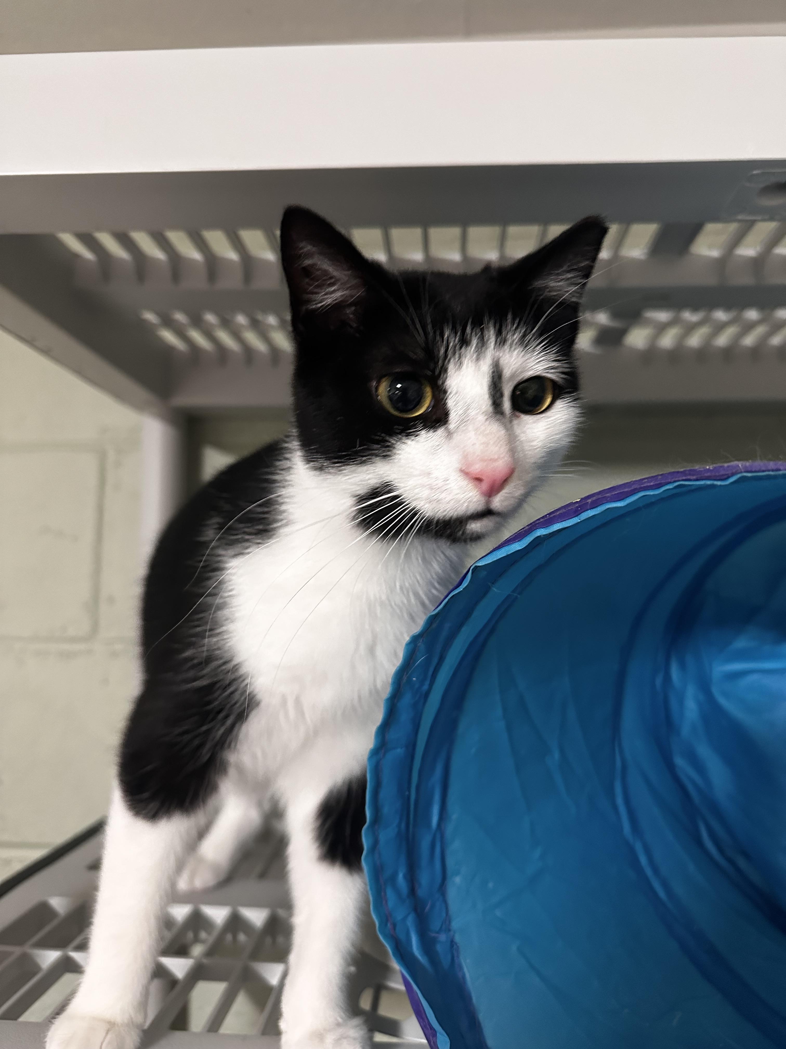 Enlarge North, a ADOPTABLE Domestic Short Hair in North East, MD image 3/3