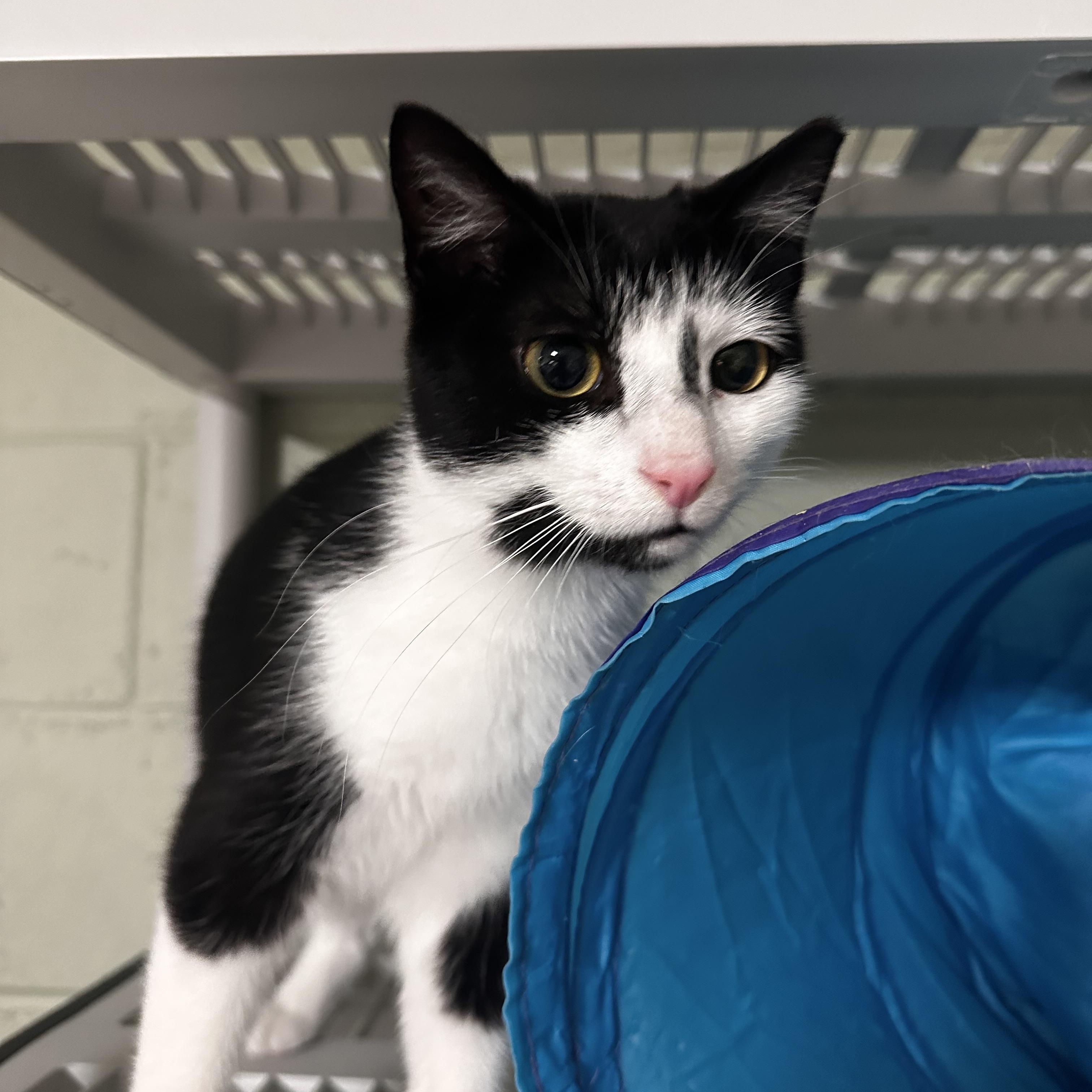 Enlarge North, a ADOPTABLE Domestic Short Hair in North East, MD image 4/4