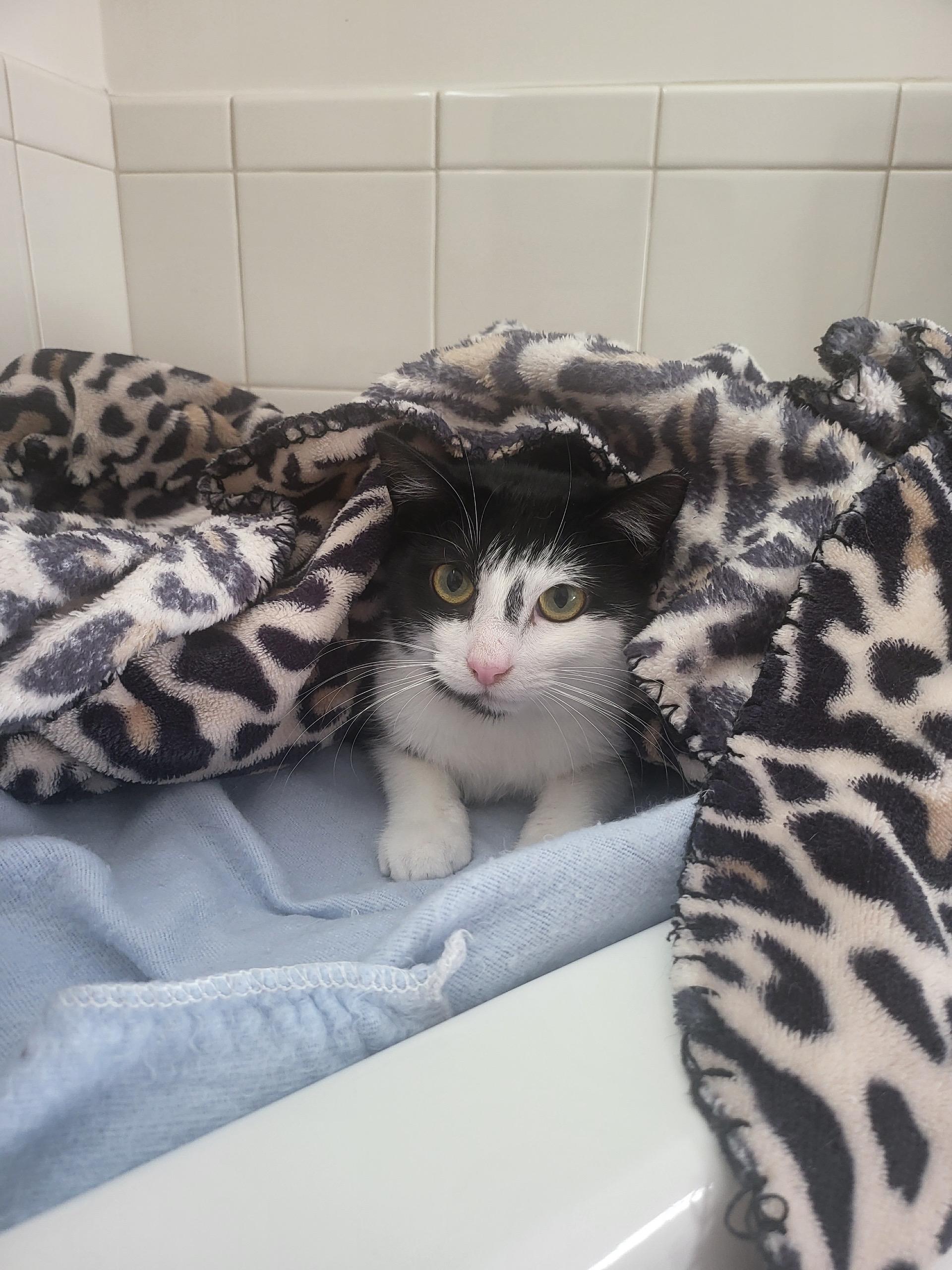 Enlarge North, a ADOPTABLE Domestic Short Hair in North East, MD image 1/3