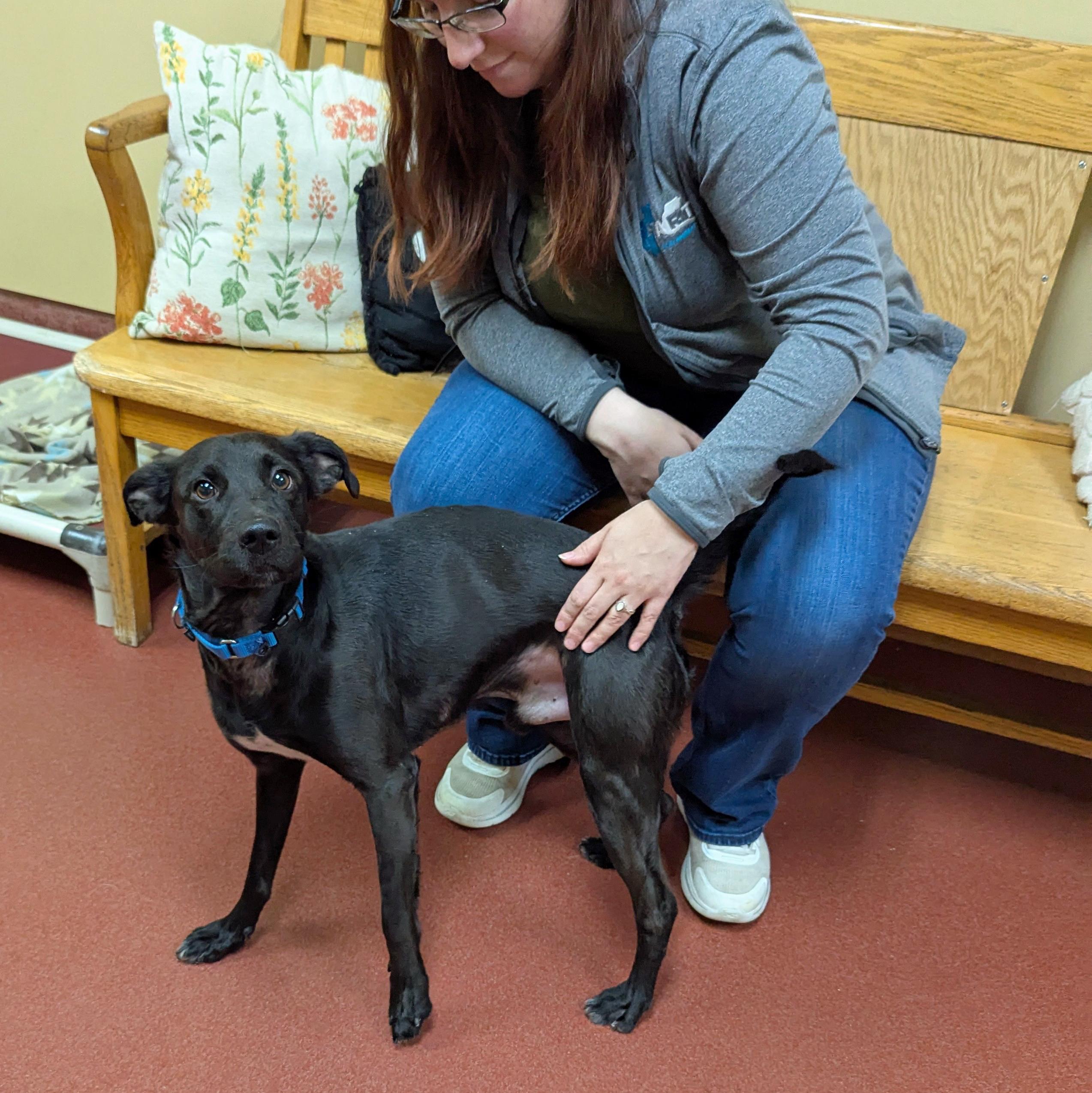 Enlarge Anton, a ADOPTABLE mixed breed in Accident, MD image 3/5