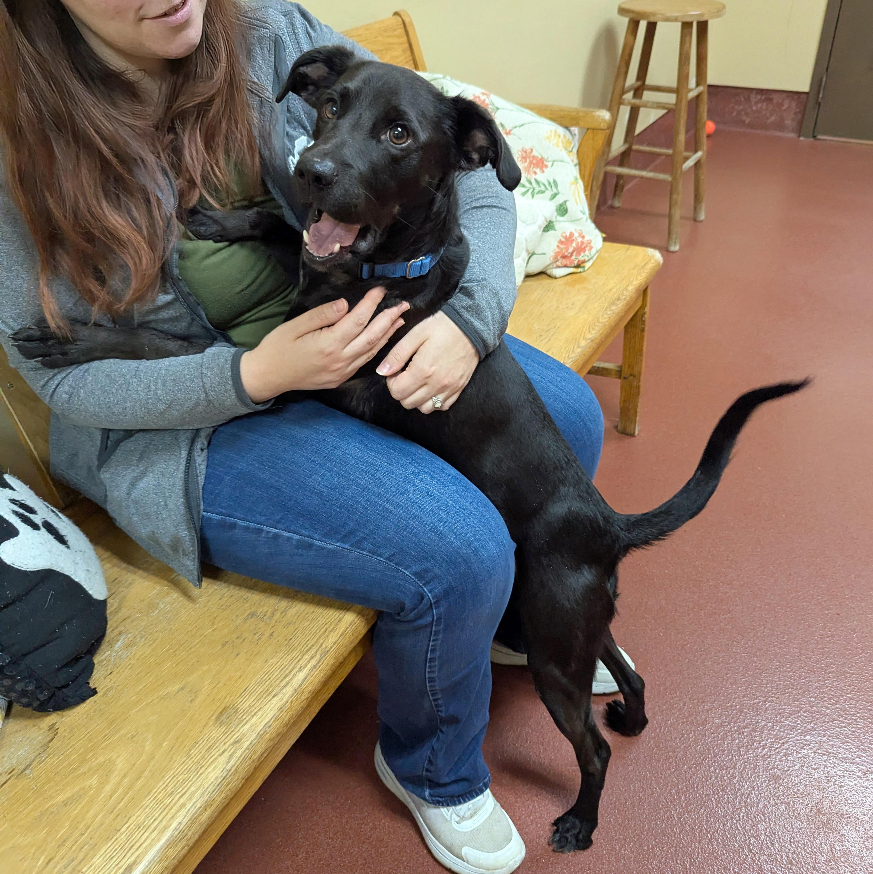 Enlarge Anton, a ADOPTABLE mixed breed in Accident, MD image 2/5