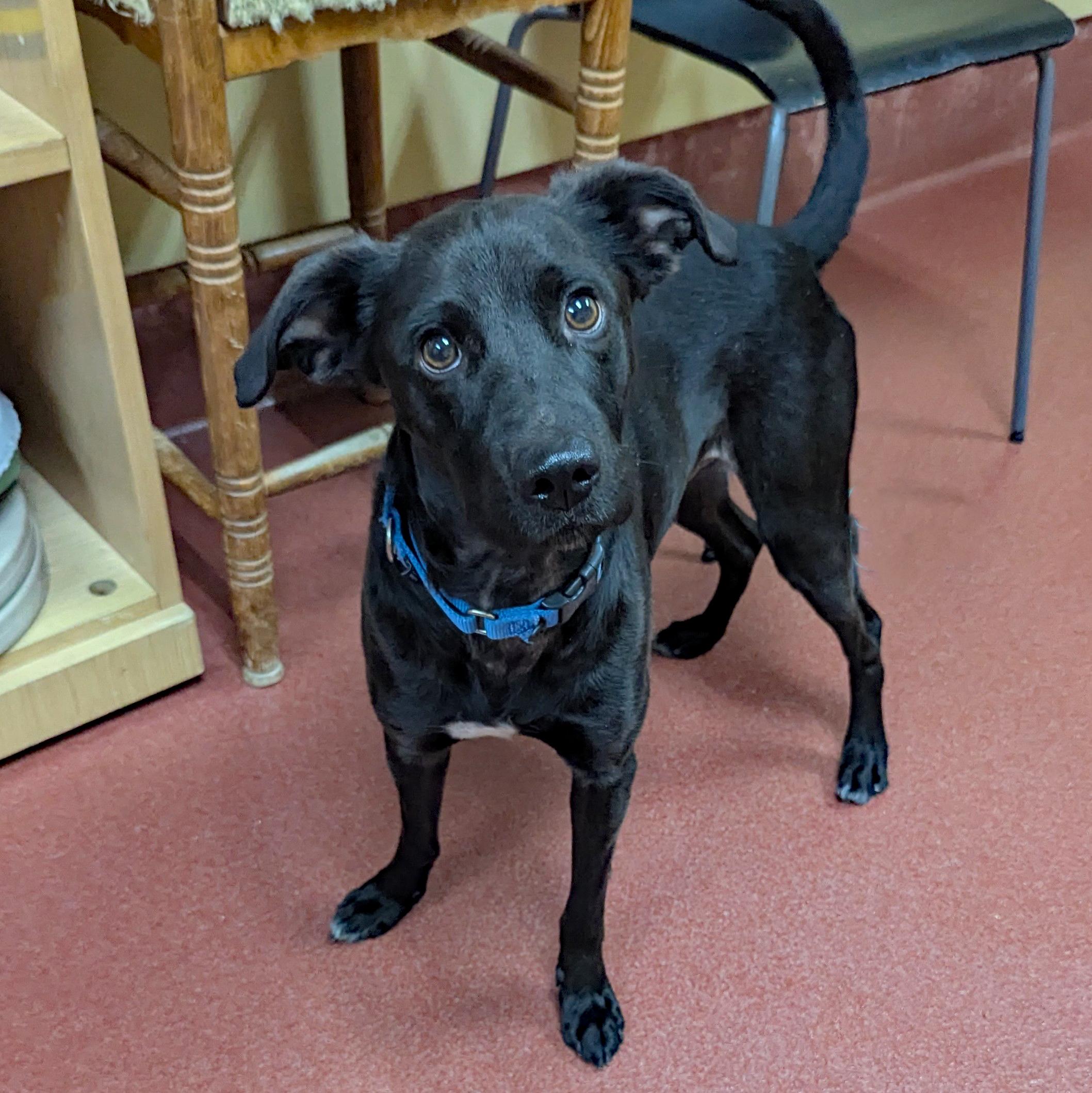 Enlarge Anton, a ADOPTABLE mixed breed in Accident, MD image 1/5