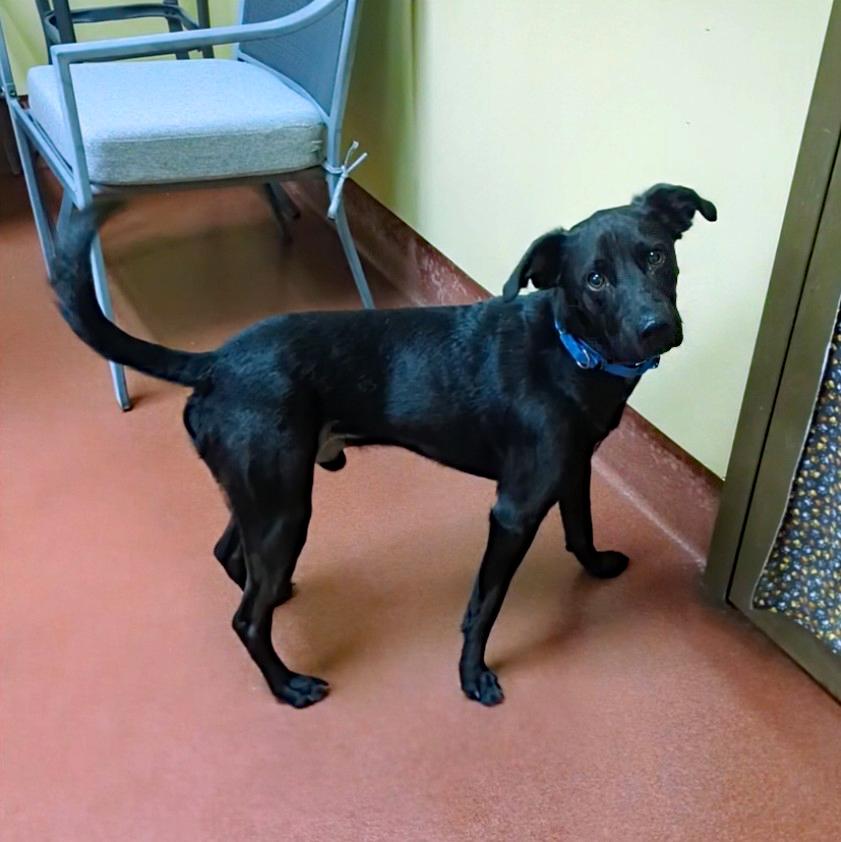 Enlarge Anton, a ADOPTABLE mixed breed in Accident, MD image 4/5