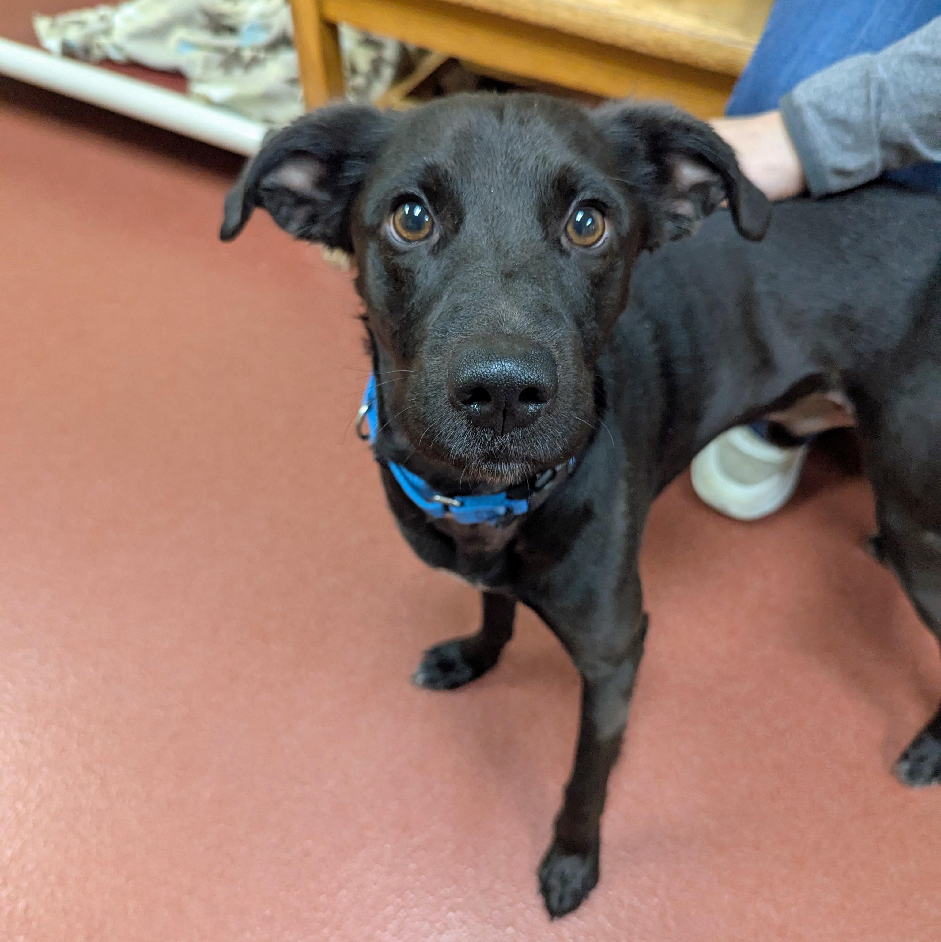 Enlarge Anton, a ADOPTABLE mixed breed in Accident, MD image 5/5