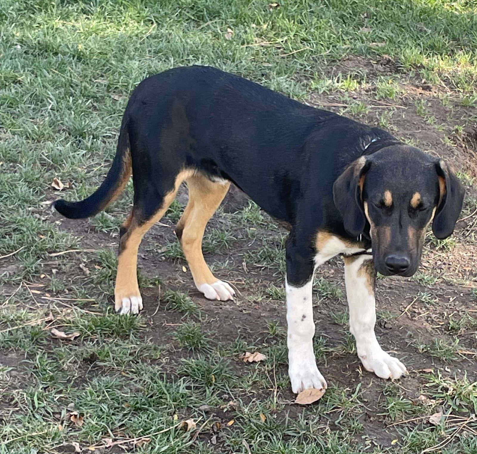 Enlarge Boone, a Adoptable Hound in Minneapolis, MN image 1/3