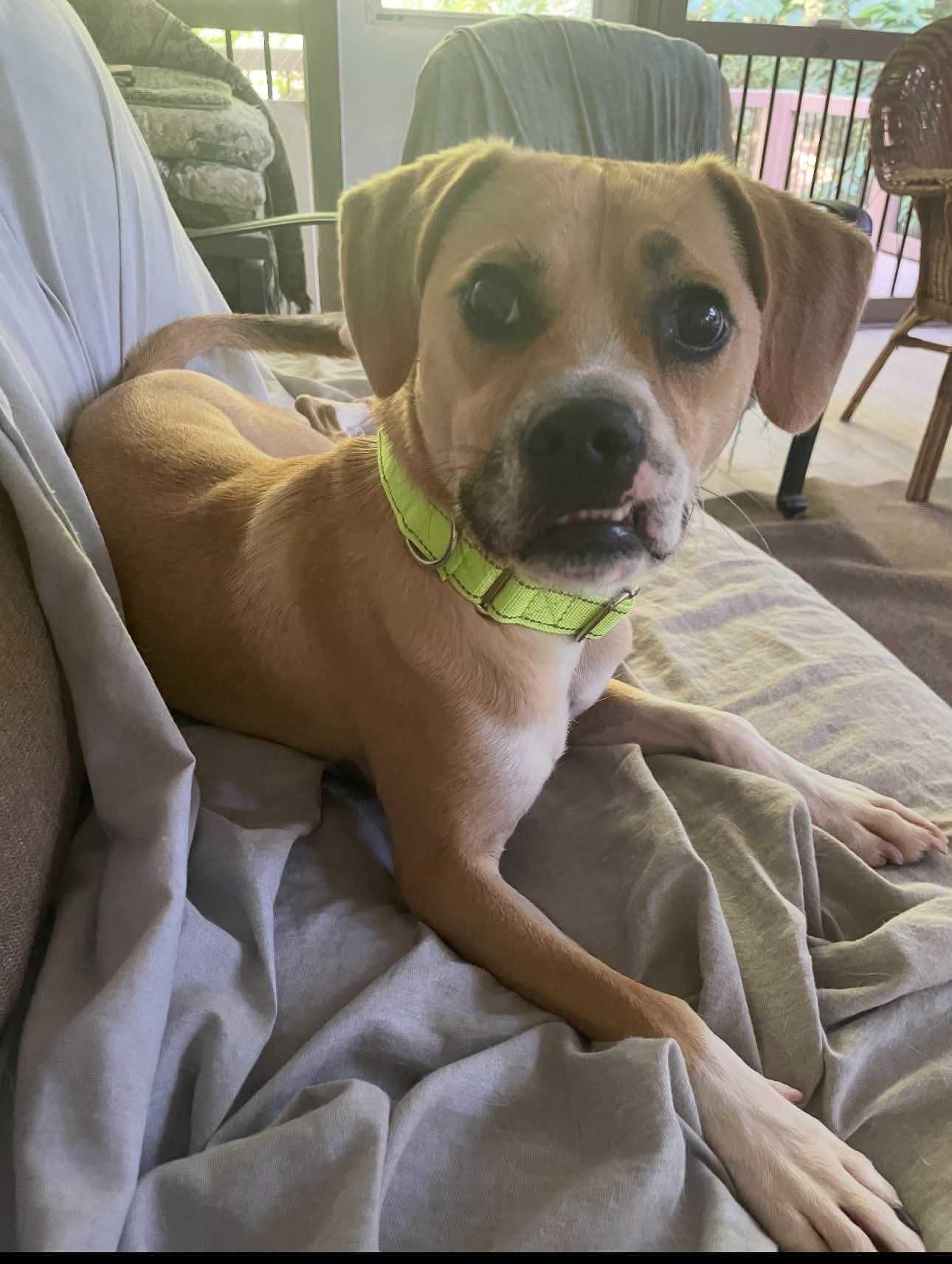 Enlarge Ed, a Adoptable Mixed Breed in Fairfield, NJ image 2/5