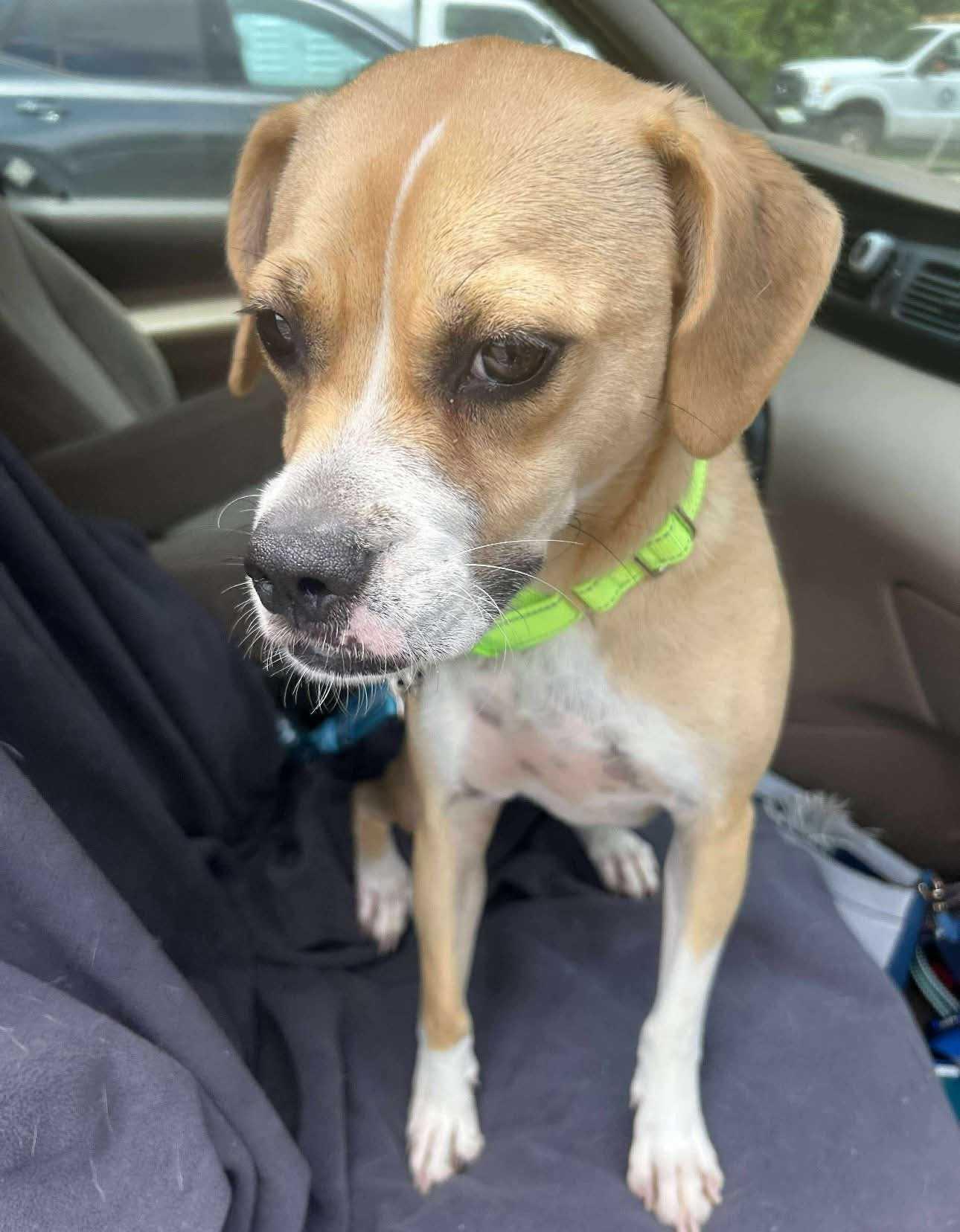 Enlarge Ed, a Adoptable Mixed Breed in Fairfield, NJ image 3/5