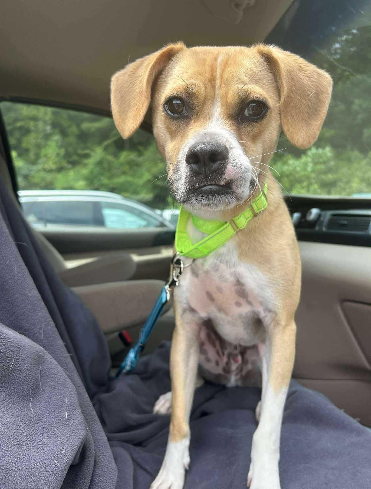 Enlarge Ed, a Adoptable Mixed Breed in Fairfield, NJ image 5/5