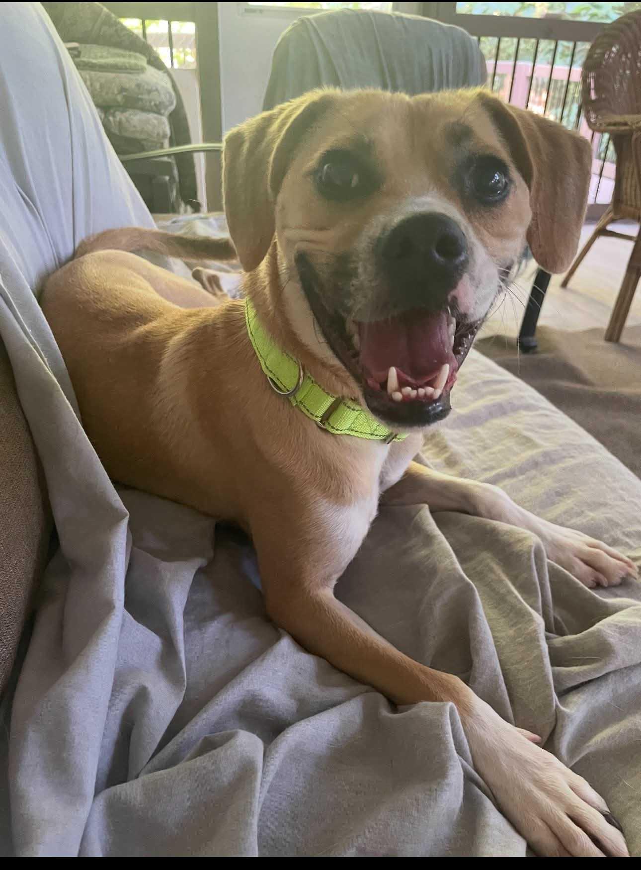 Ed, Adoptable, Adult Male Mixed Breed.