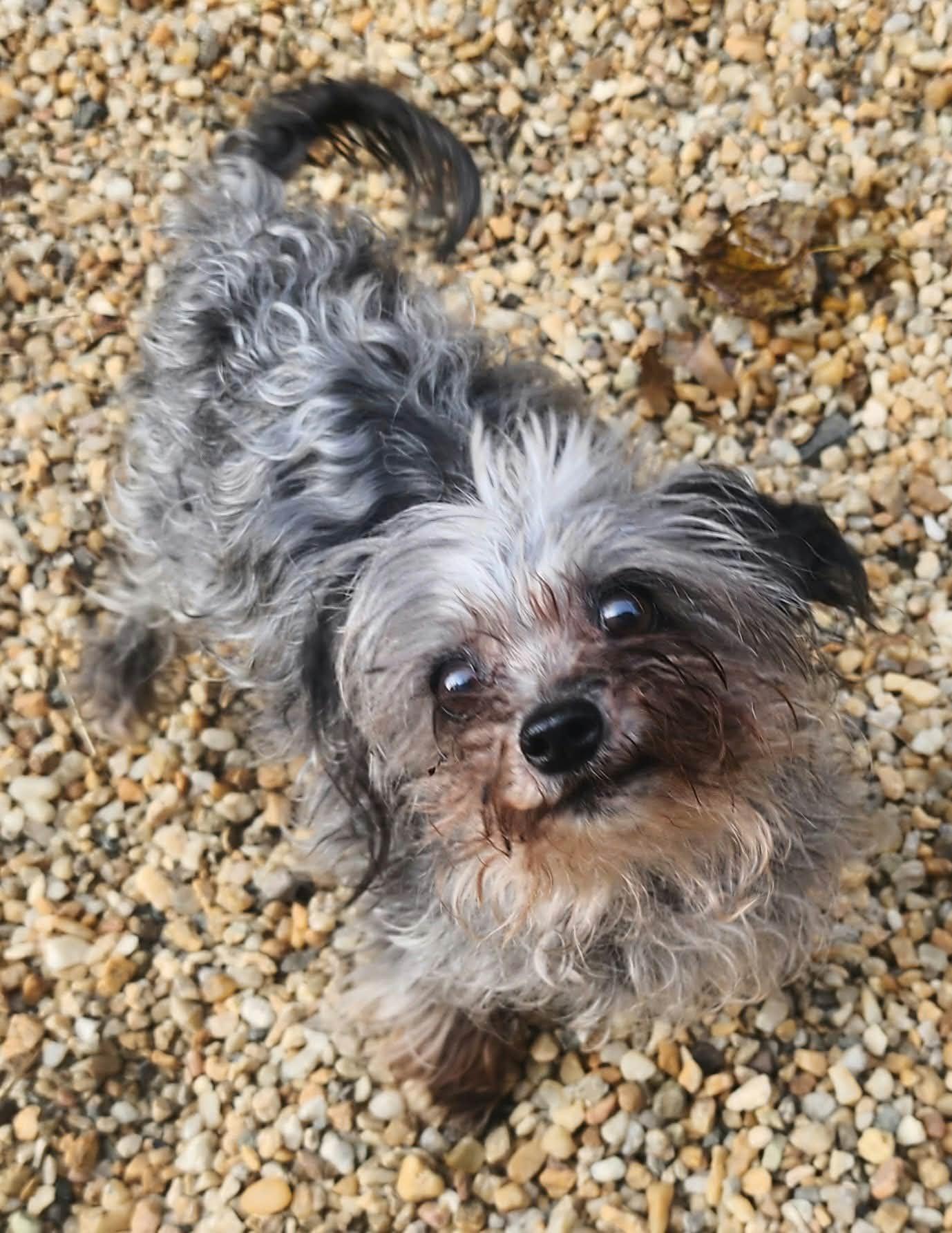 Enlarge LAYLA, a Adoptable mixed breed in Manassas, VA image 2/4