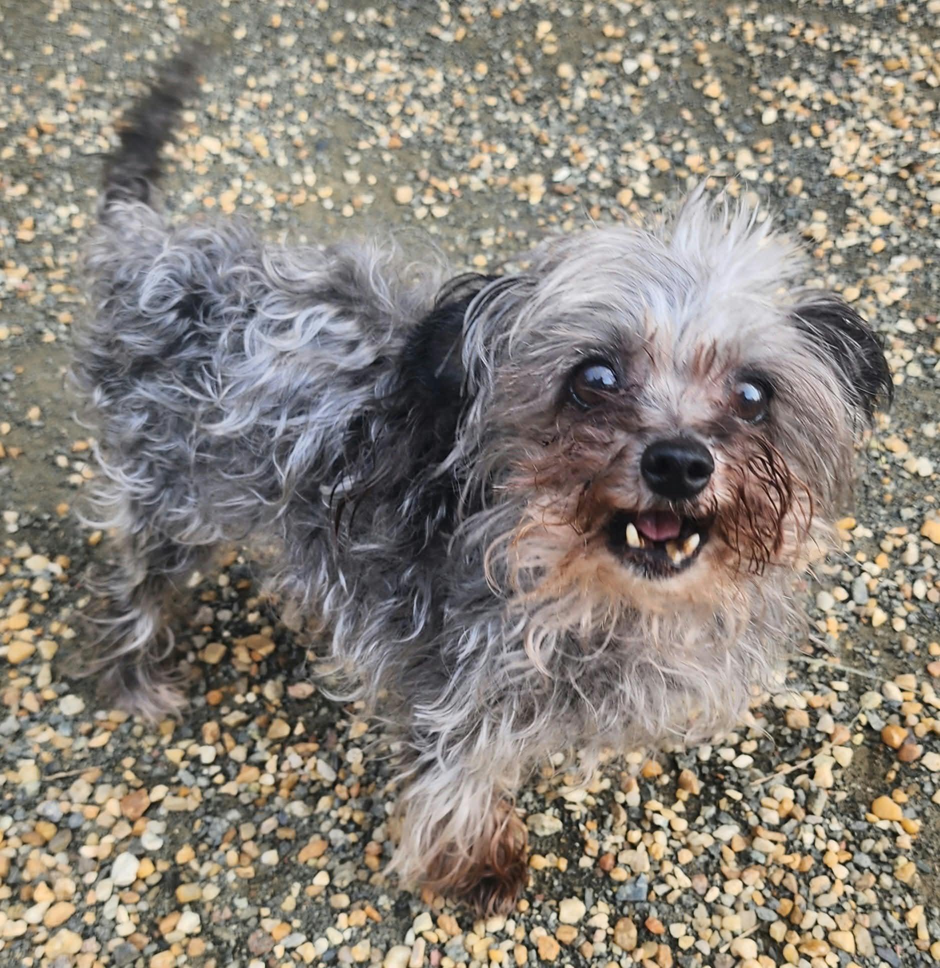 LAYLA, Adoptable, Senior Female Poodle (Toy) & Yorkie Poo.