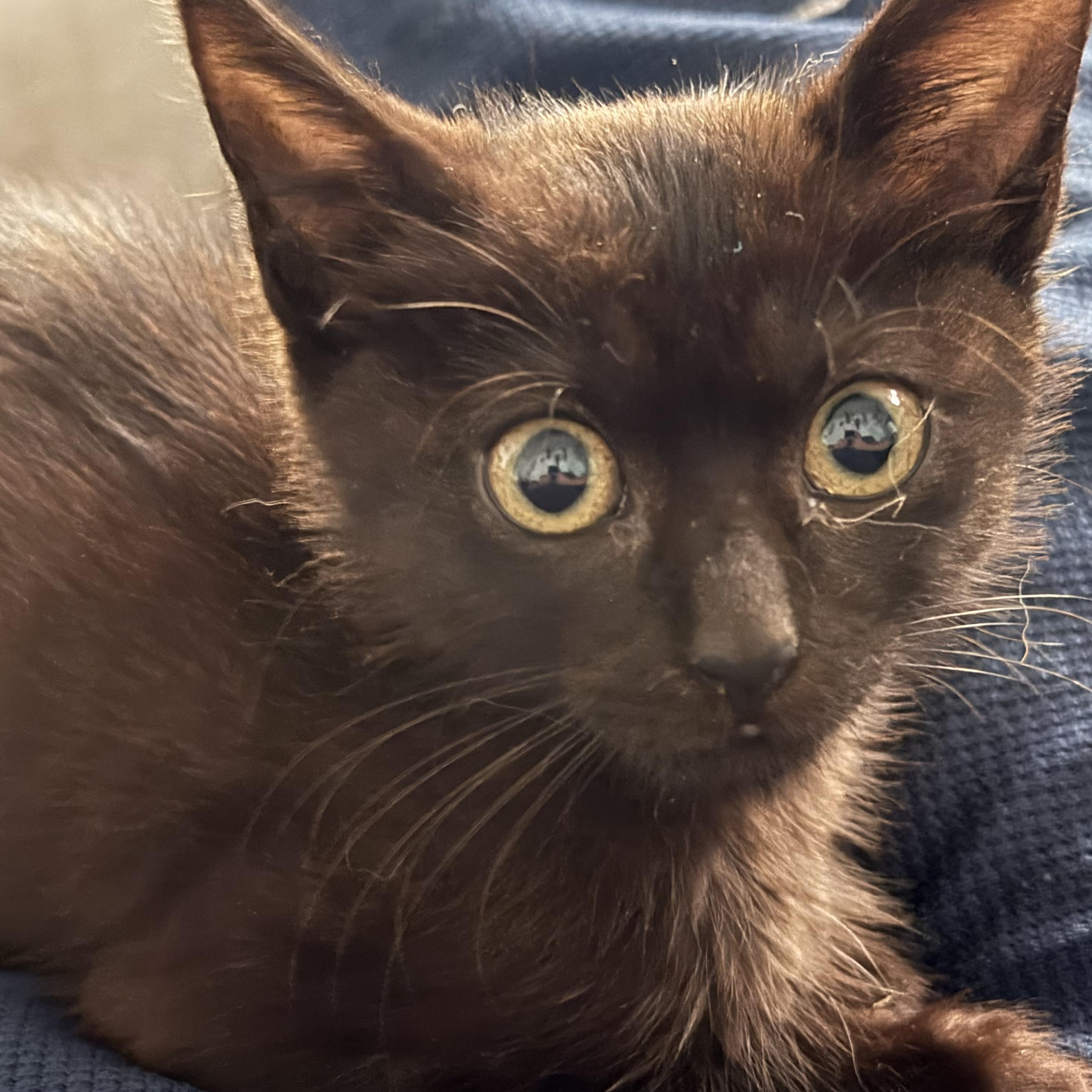 Enlarge Raven - In Foster, a Adopted Domestic Short Hair in Jefferson, LA image 1/4