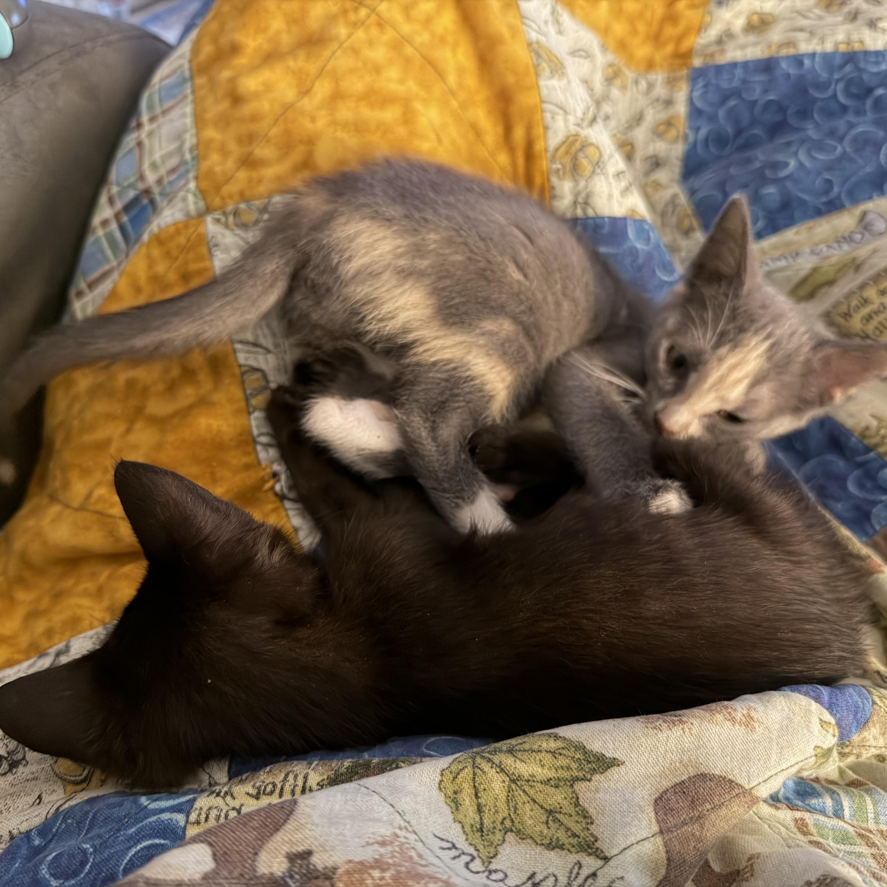 Enlarge Raven - In Foster, a Adopted Domestic Short Hair in Jefferson, LA image 3/4