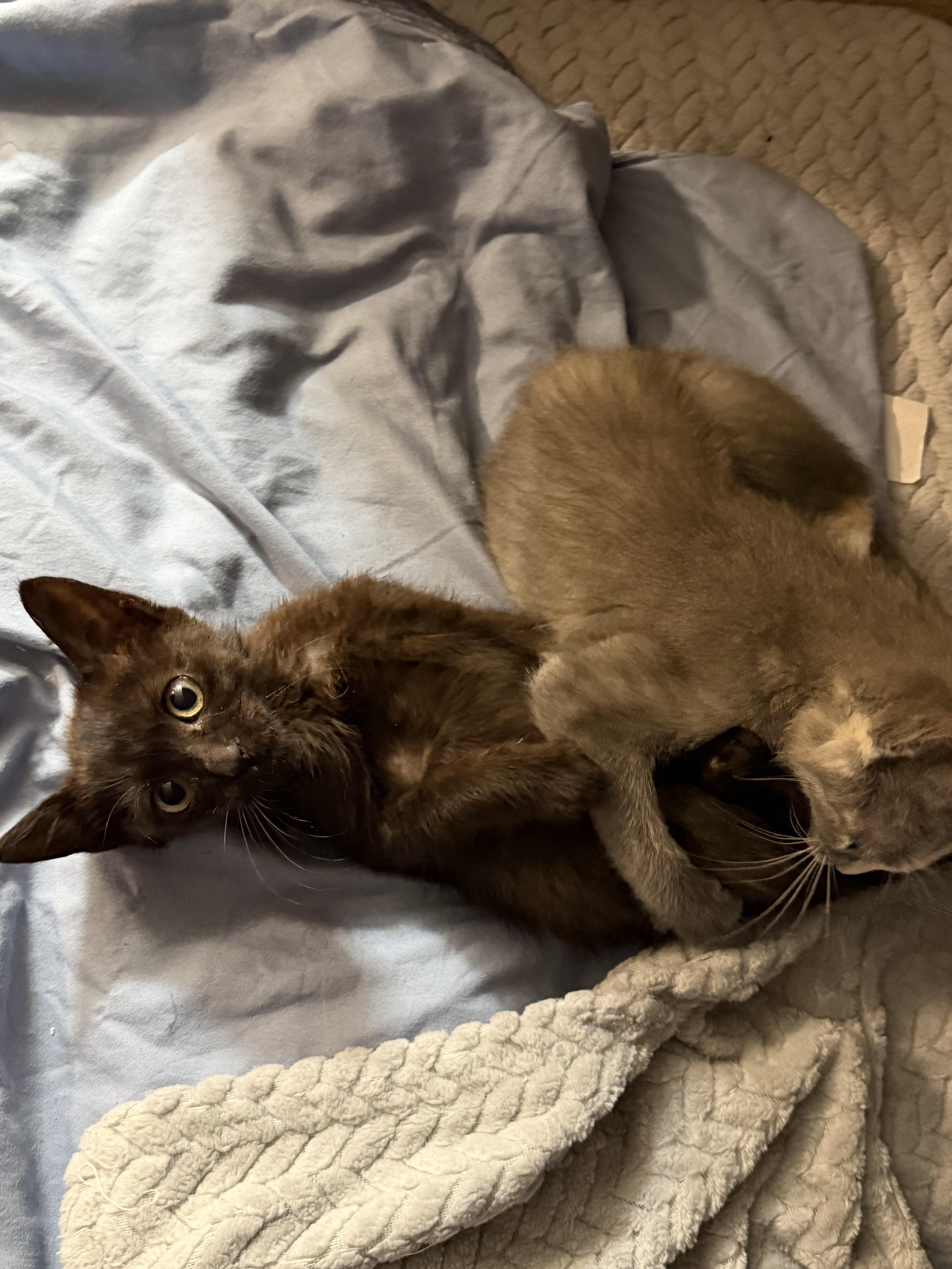 Enlarge Raven - In Foster, a Adopted Domestic Short Hair in Jefferson, LA image 2/4