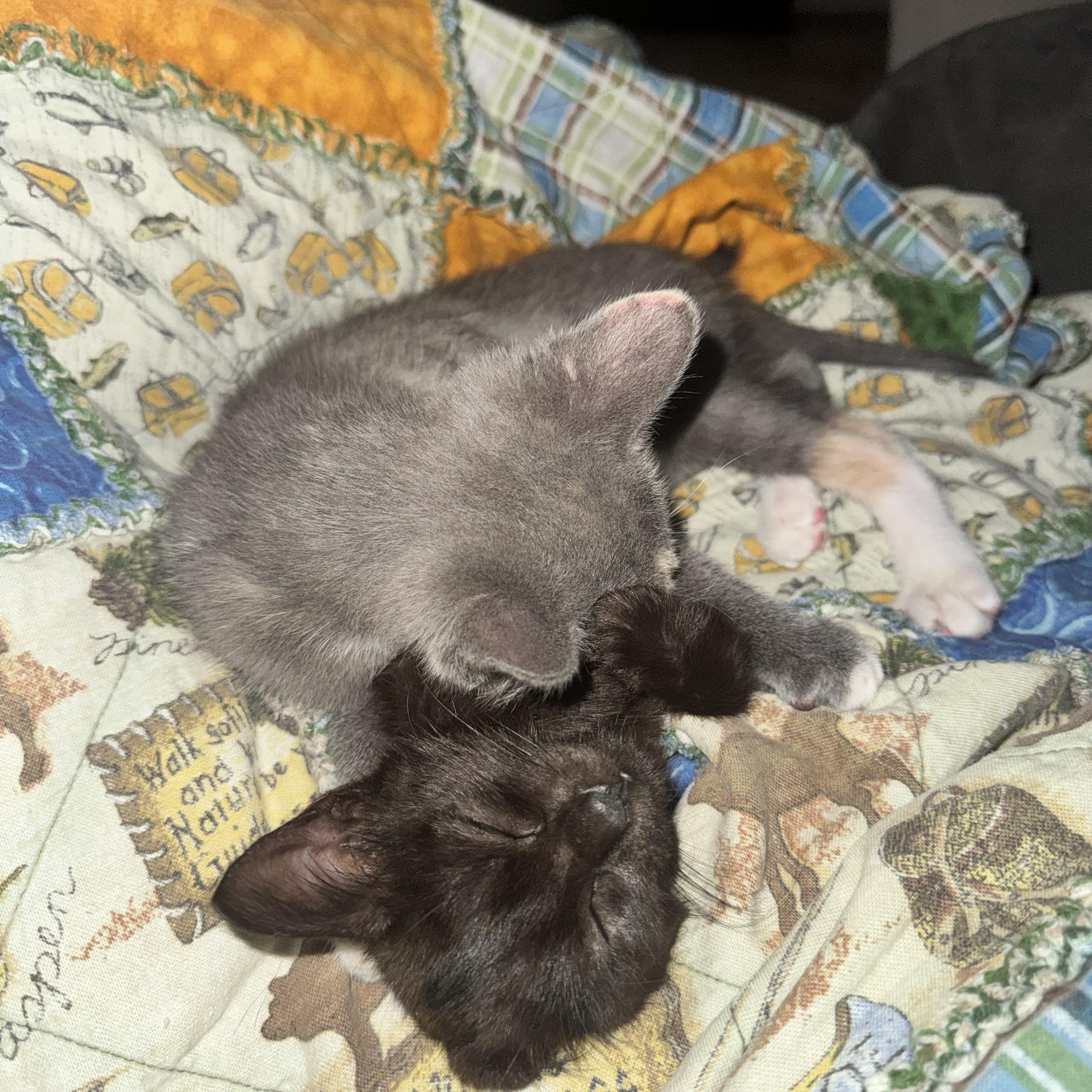 Enlarge Raven - In Foster, a Adopted Domestic Short Hair in Jefferson, LA image 4/4