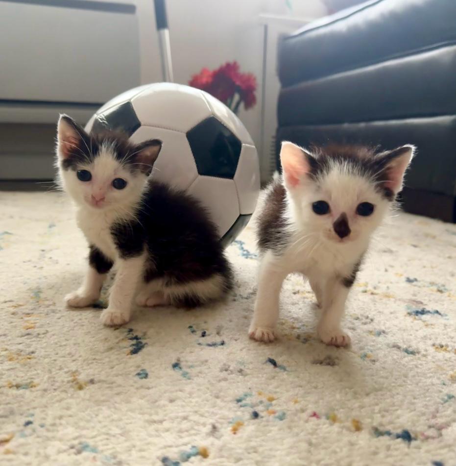 Ronaldo and Messi, Adoptable, Kitten Male Domestic Short Hair.