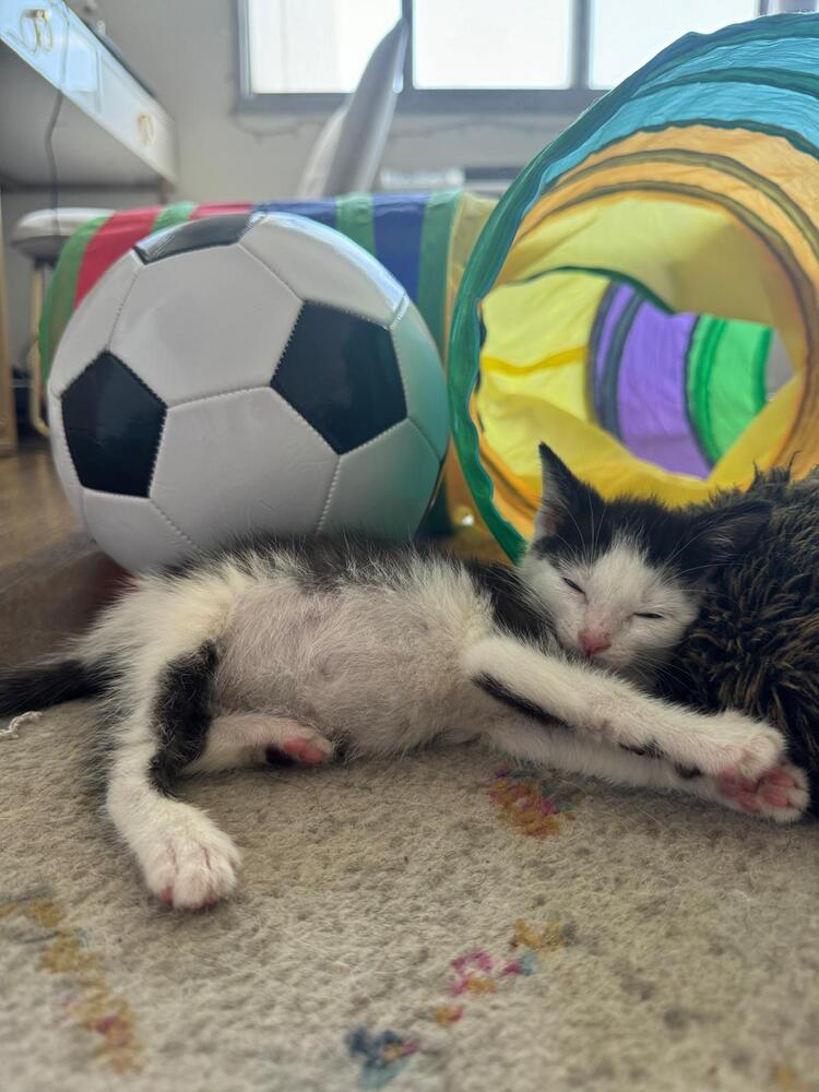 Ronaldo and Messi, a Adoptable mixed breed in New York, NY image 6/6