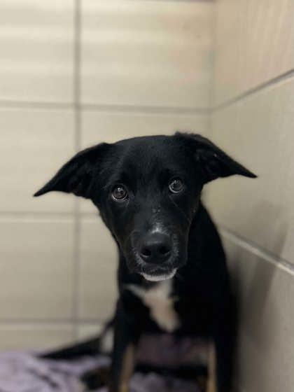 Dawn, Adoptable, Puppy Female Mixed Breed & Mixed Breed.