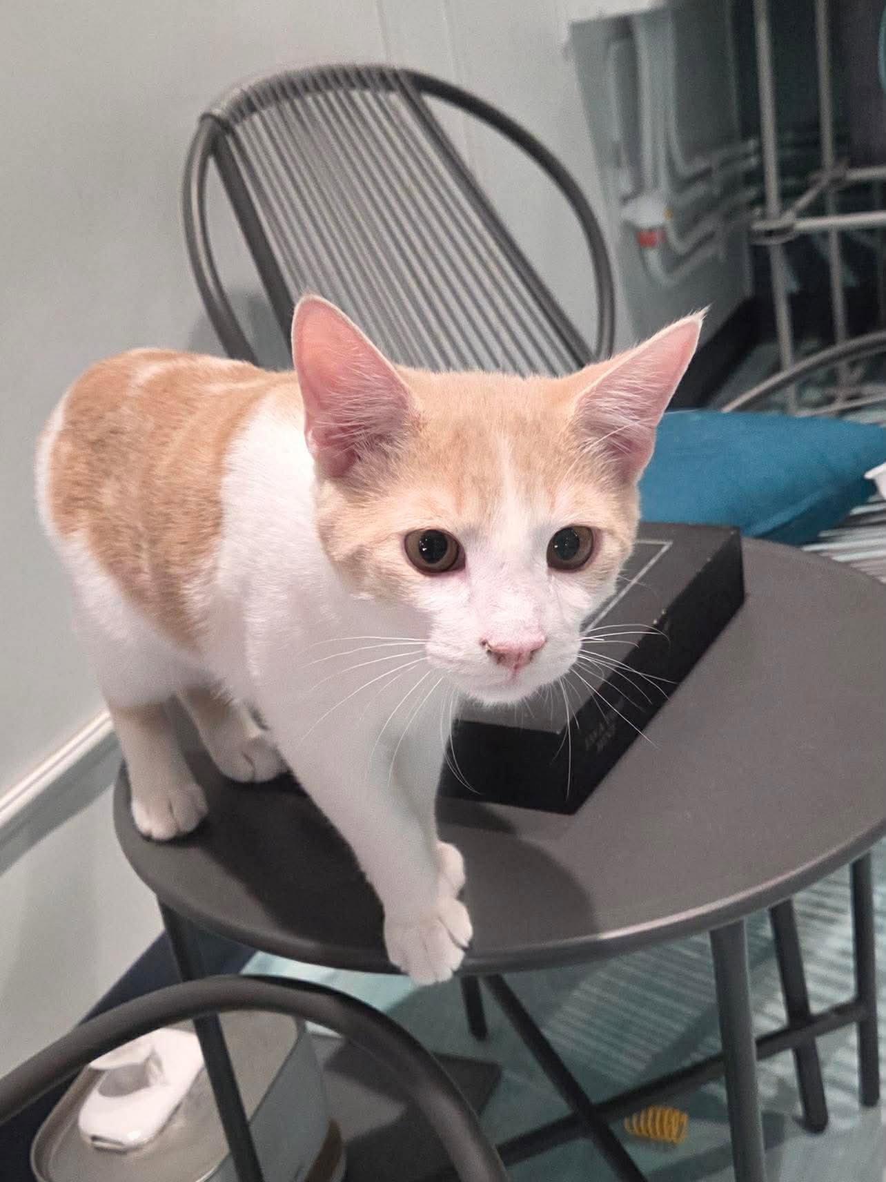 Frosty, Adoptable, Young Male Domestic Medium Hair.