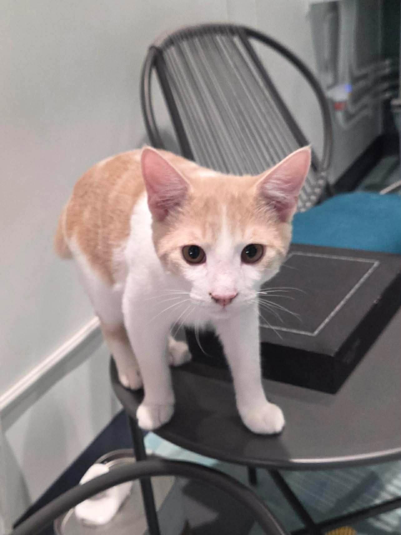Enlarge Frosty, a Adoptable Domestic Medium Hair in Oakboro , NC image 2/3