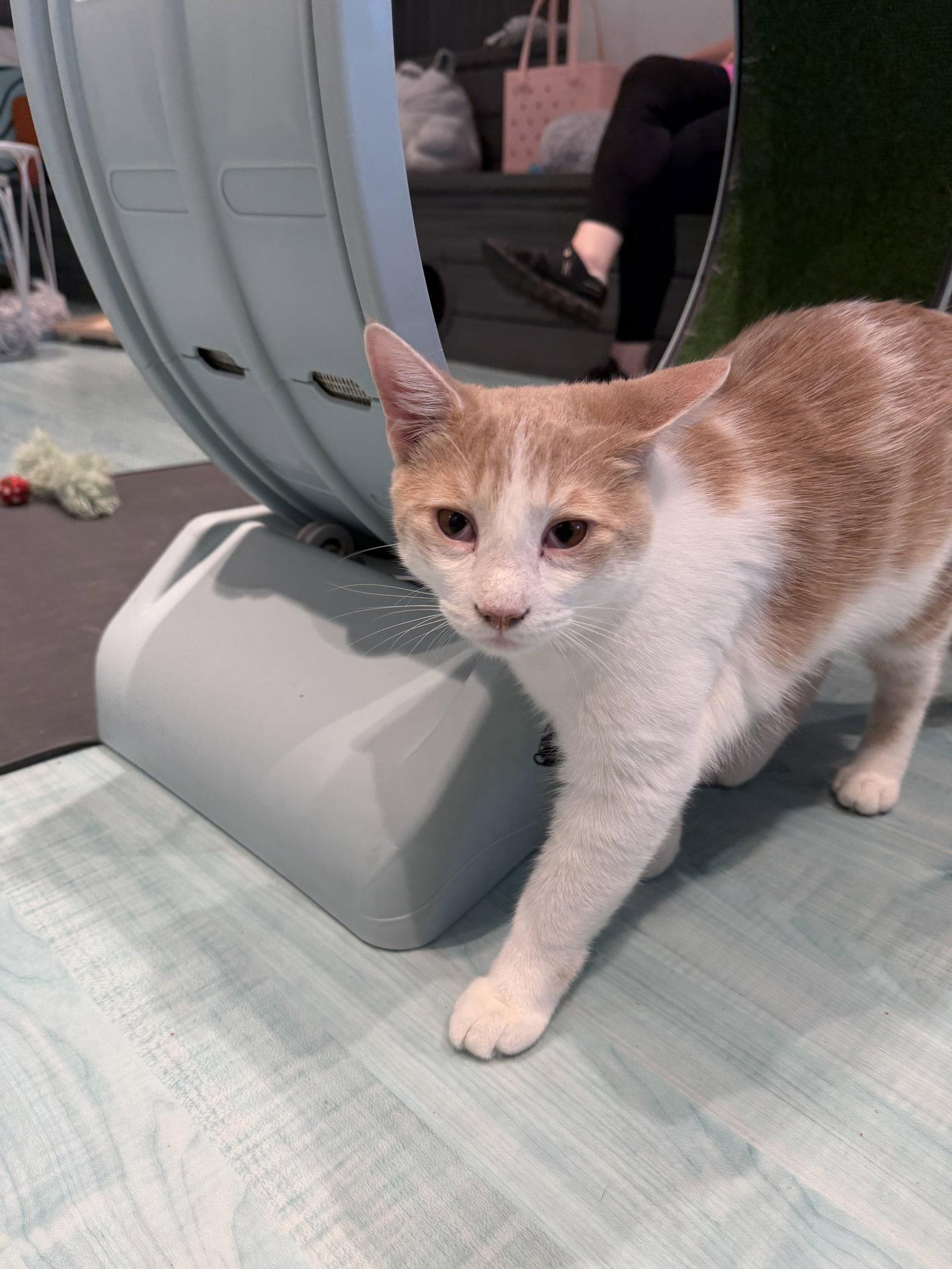 Enlarge Frosty, a Adoptable Domestic Medium Hair in Oakboro , NC image 2/3