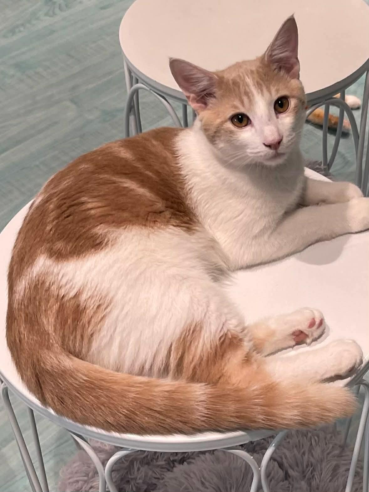 Enlarge Frosty, a Adoptable Domestic Medium Hair in Oakboro , NC image 3/3