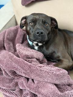 Missy Elliott, ADOPTABLE, Adult Female American Staffordshire Terrier.