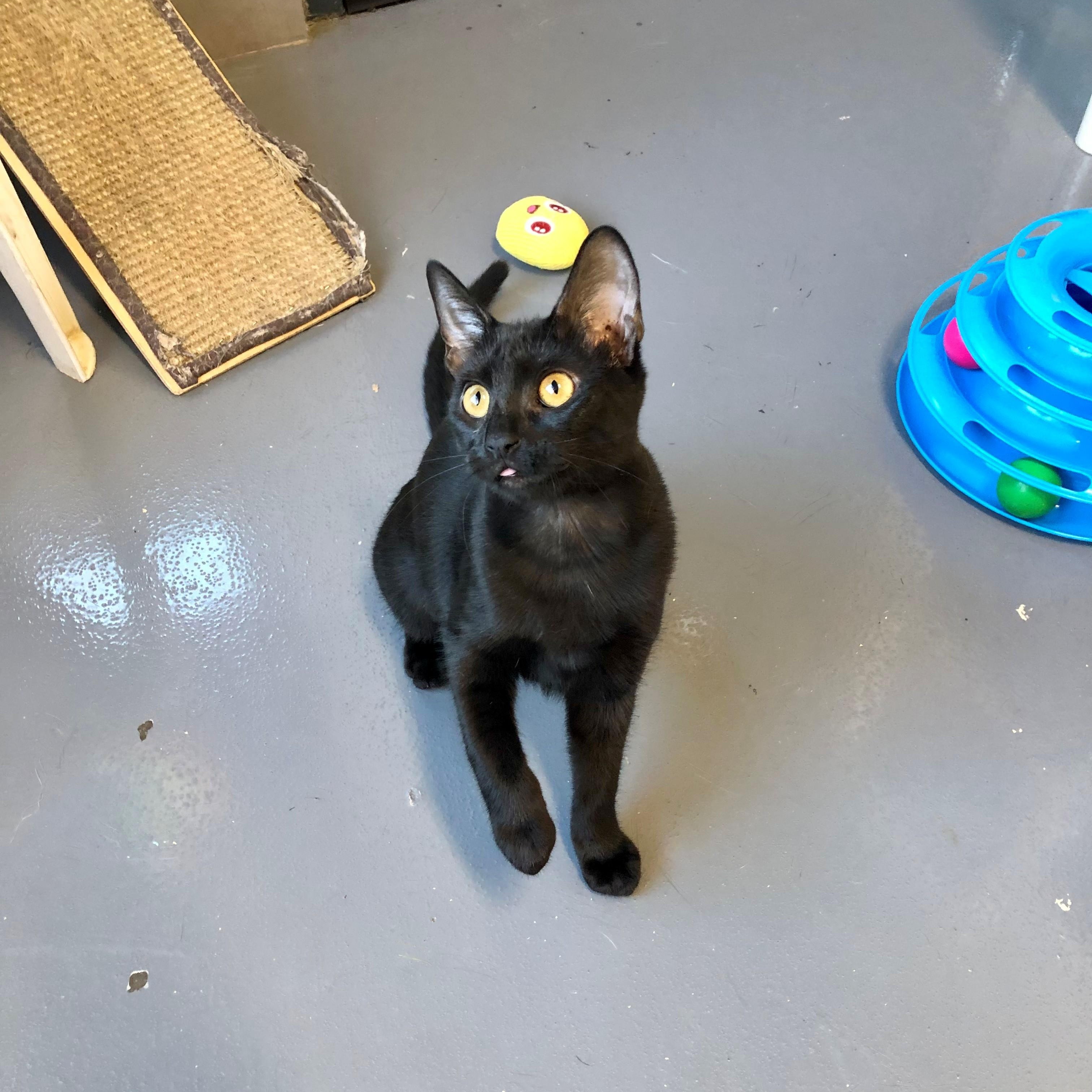 Abigail — thumbnail 3