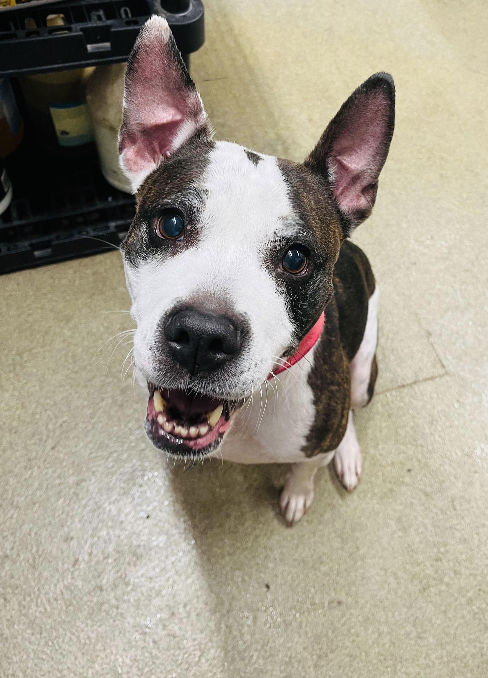 Enlarge Bobbi Jo, a Adoptable mixed breed in Woodbury, MN image 1/3