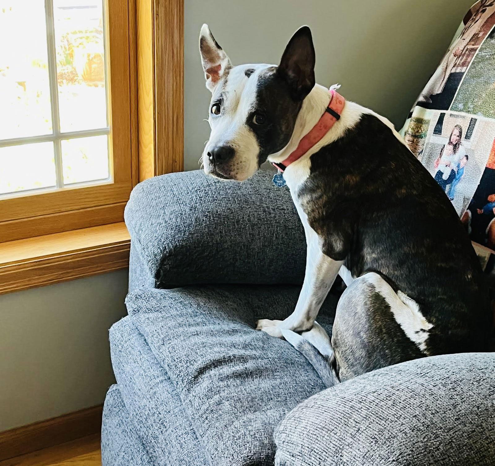 Enlarge Bobbi Jo, a Adoptable mixed breed in Woodbury, MN image 2/3