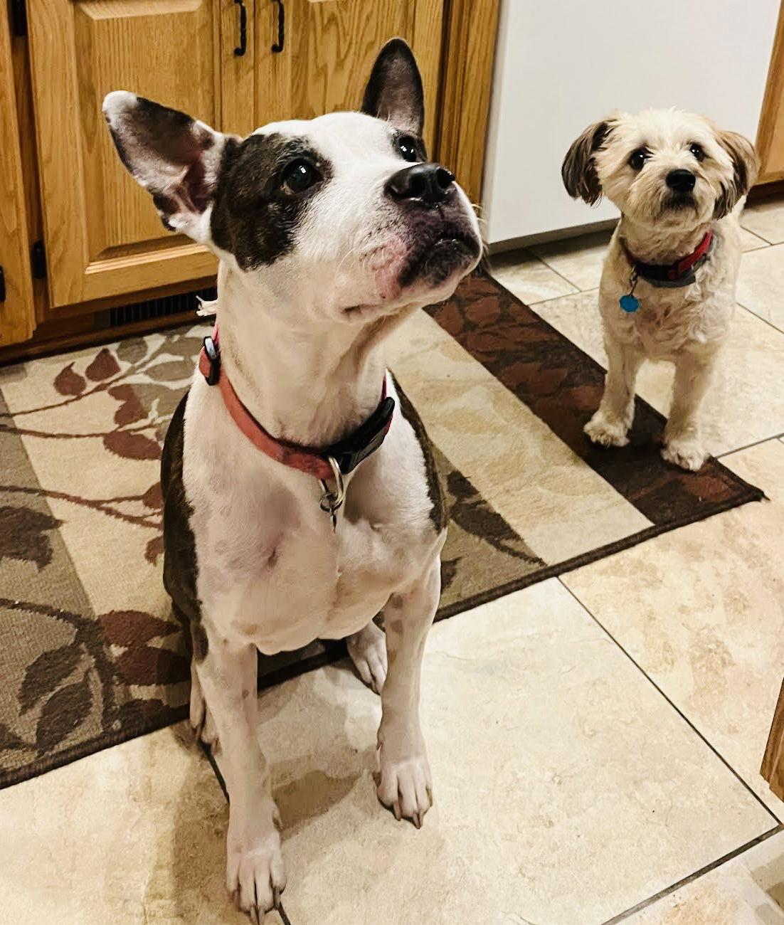 Enlarge Bobbi Jo, a Adoptable mixed breed in Woodbury, MN image 3/3