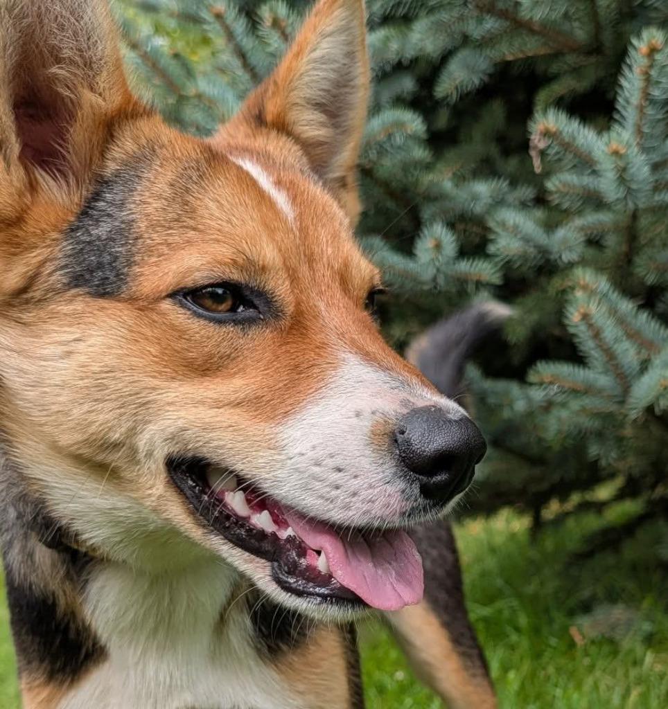 Fritz, Adoptable, Puppy Male Australian Cattle Dog / Blue Heeler.