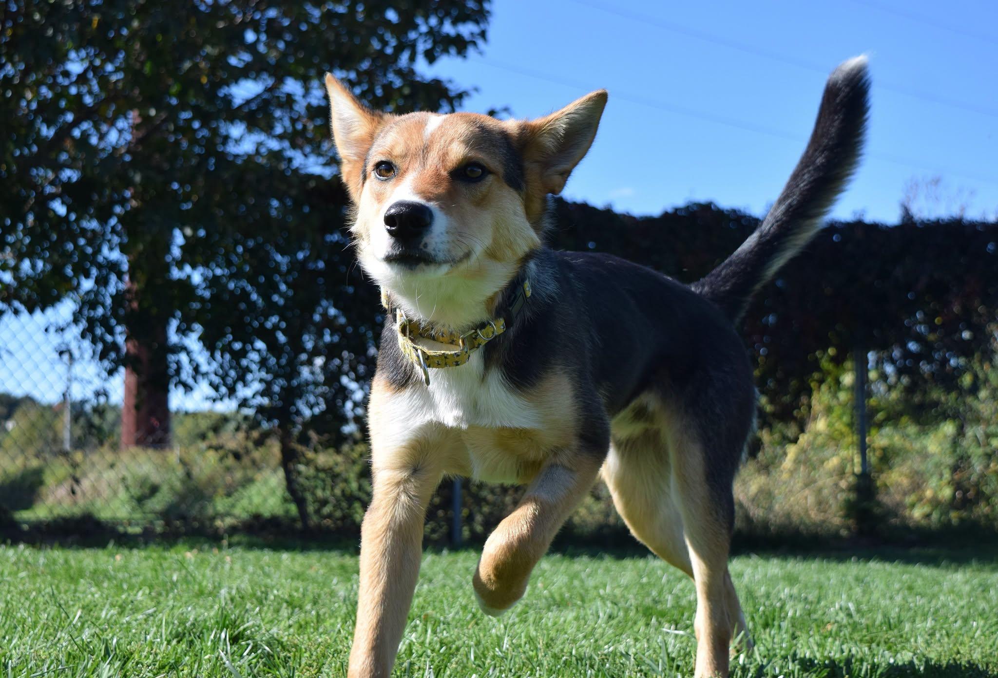 Enlarge Fritz, a Adoptable mixed breed in Tomah, WI image 2/4