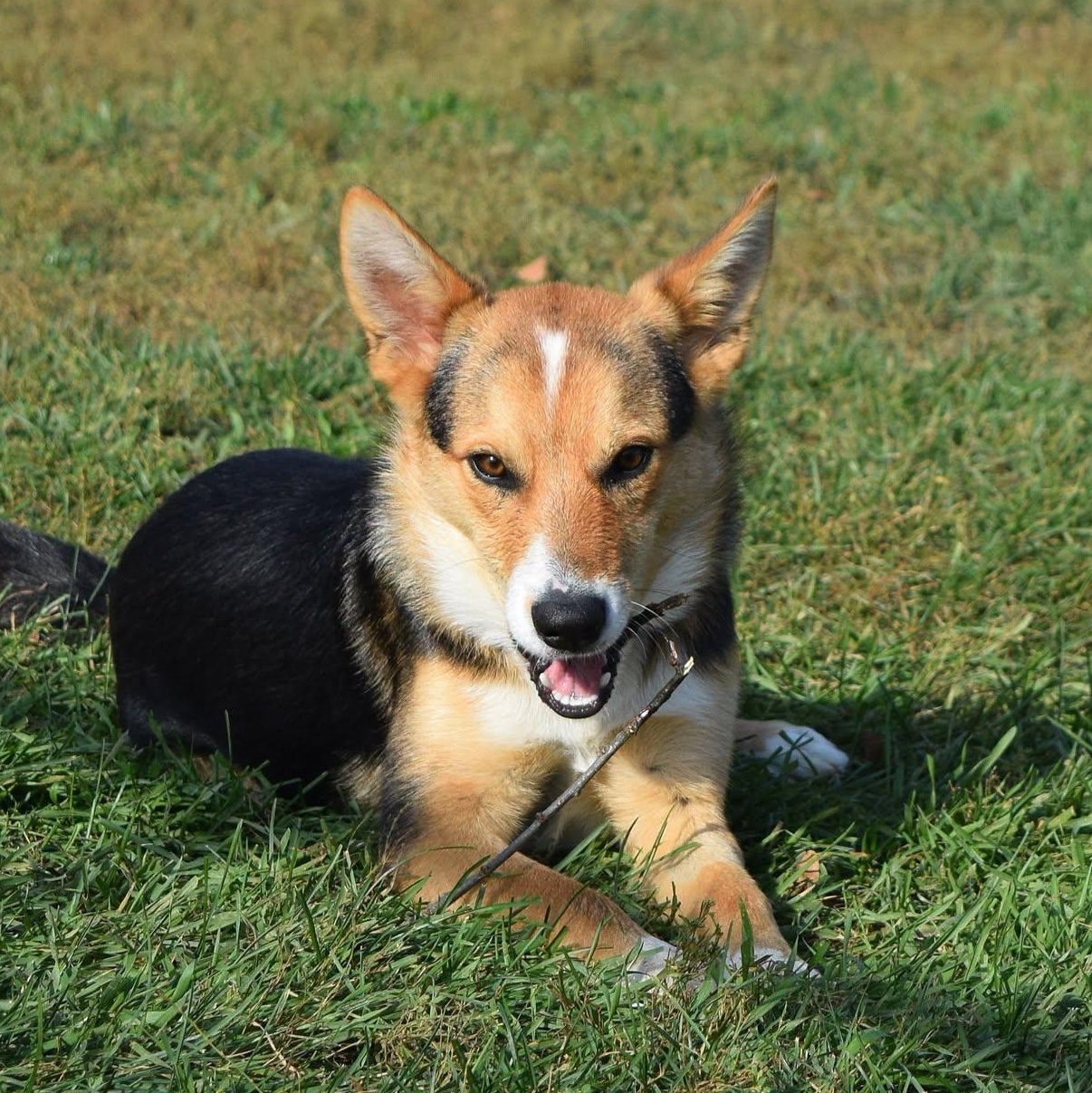 Fritz, Adoptable, Puppy Male Australian Cattle Dog / Blue Heeler.