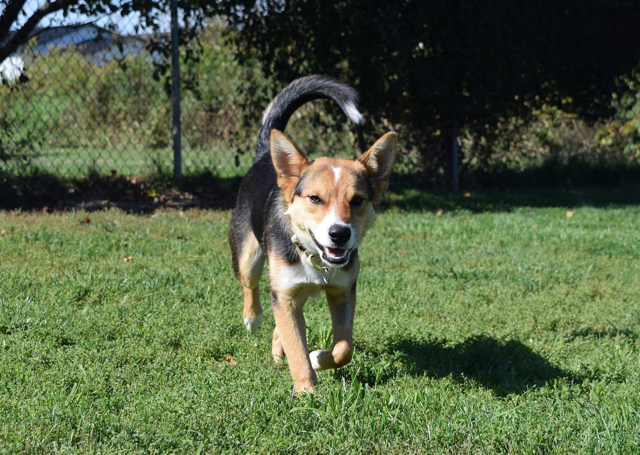 Enlarge Fritz, a Adoptable mixed breed in Tomah, WI image 3/4