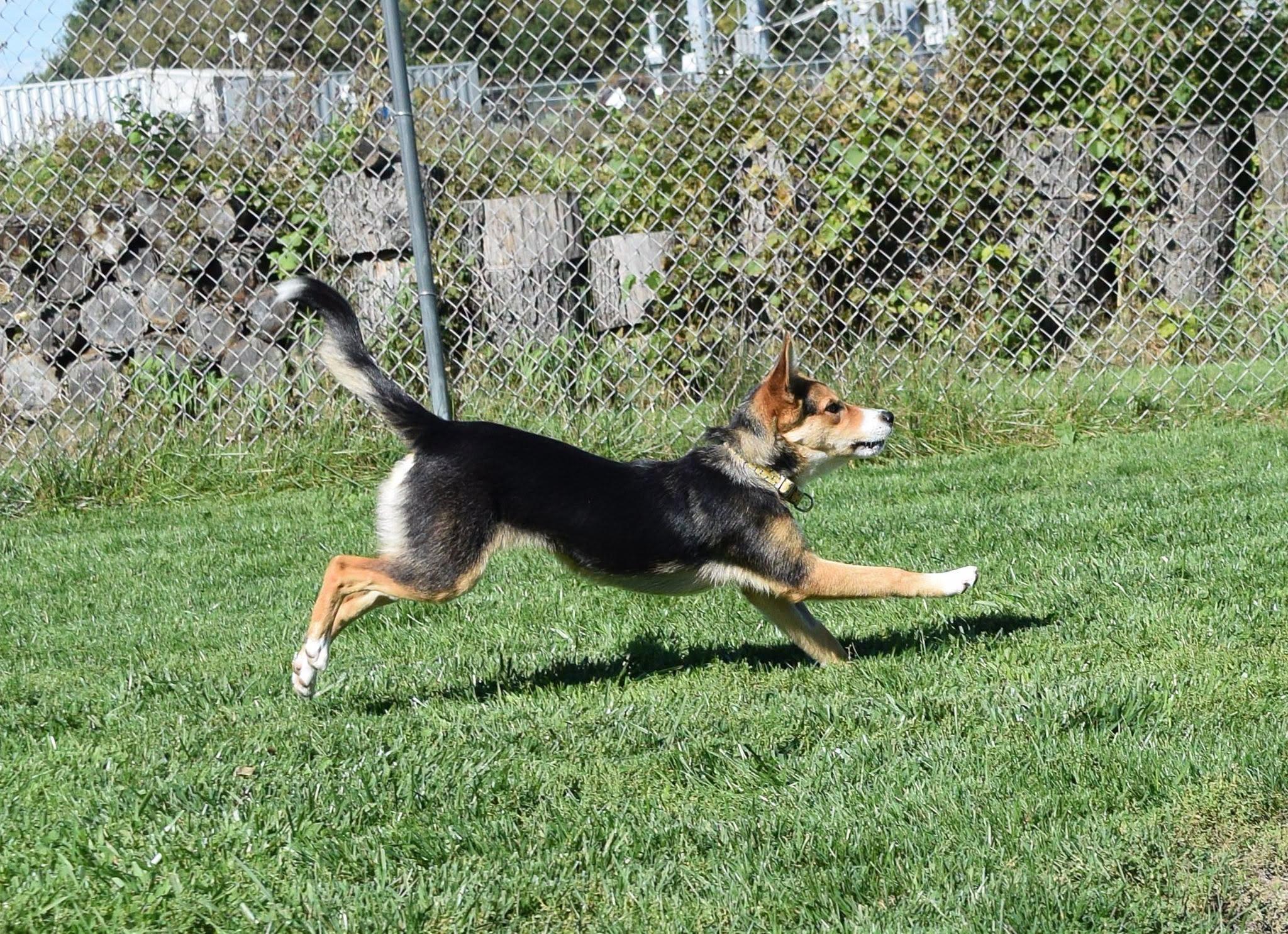 Enlarge Fritz, a Adoptable mixed breed in Tomah, WI image 4/4