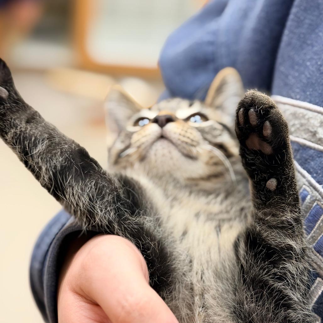 Pepper, Adoptable, Kitten Male Domestic Short Hair.