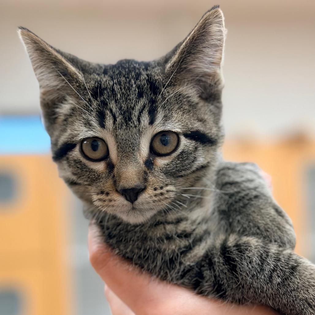 Enlarge Pepper, a Adoptable Domestic Short Hair in Champaign, IL image 2/4