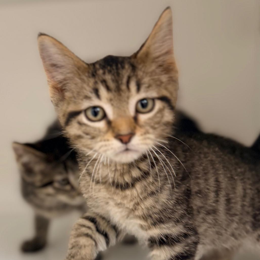 Enlarge Pepper, a Adoptable Domestic Short Hair in Champaign, IL image 3/4