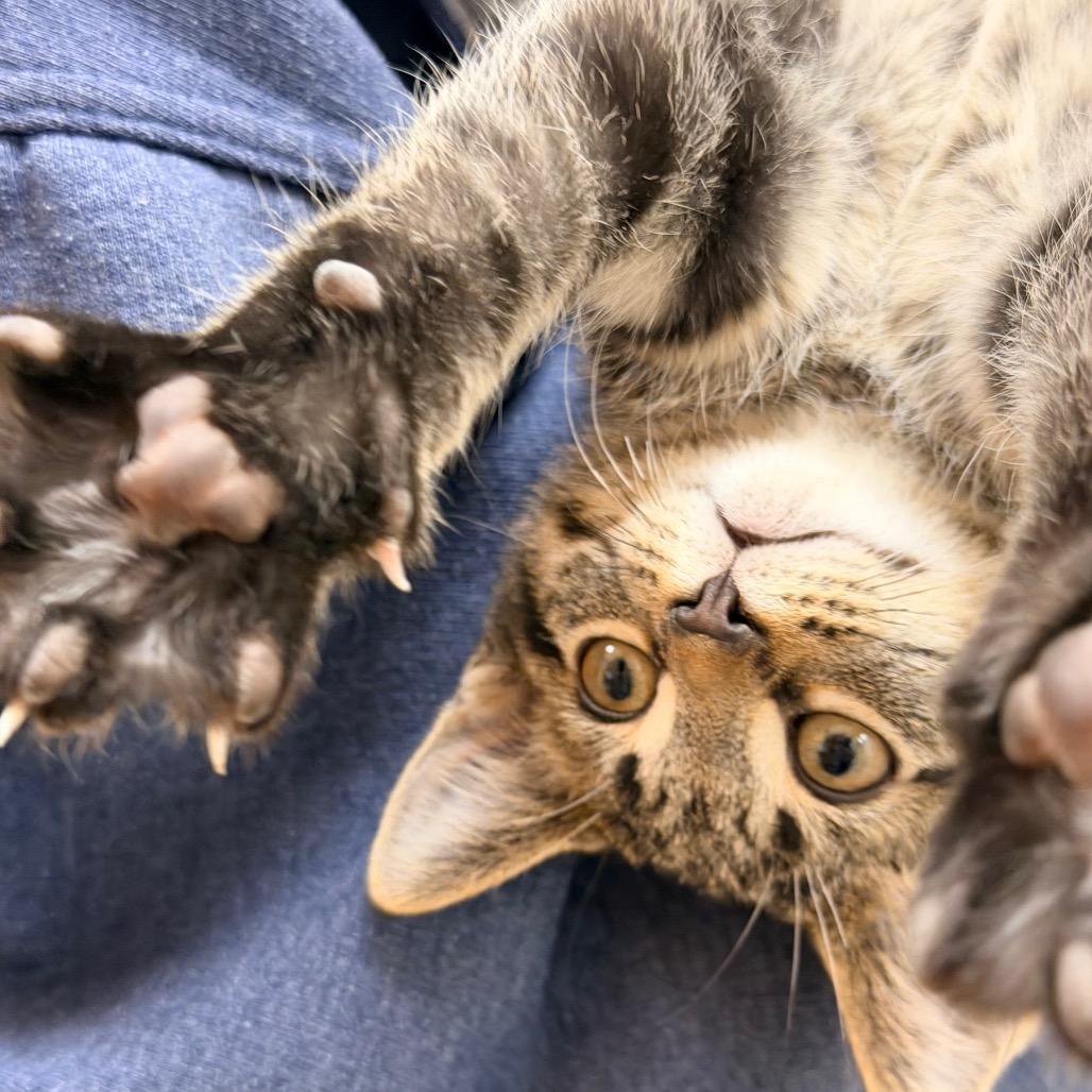 Enlarge Pepper, a Adoptable Domestic Short Hair in Champaign, IL image 4/4