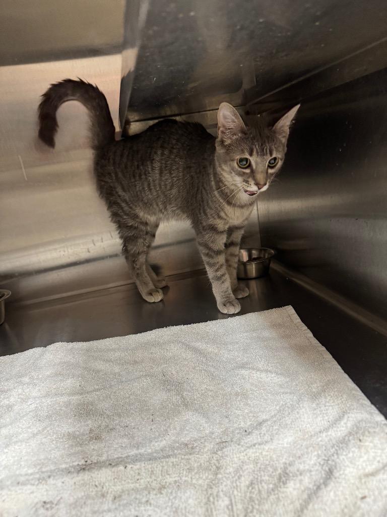 Willow, Adoptable, Kitten Female Domestic Short Hair.